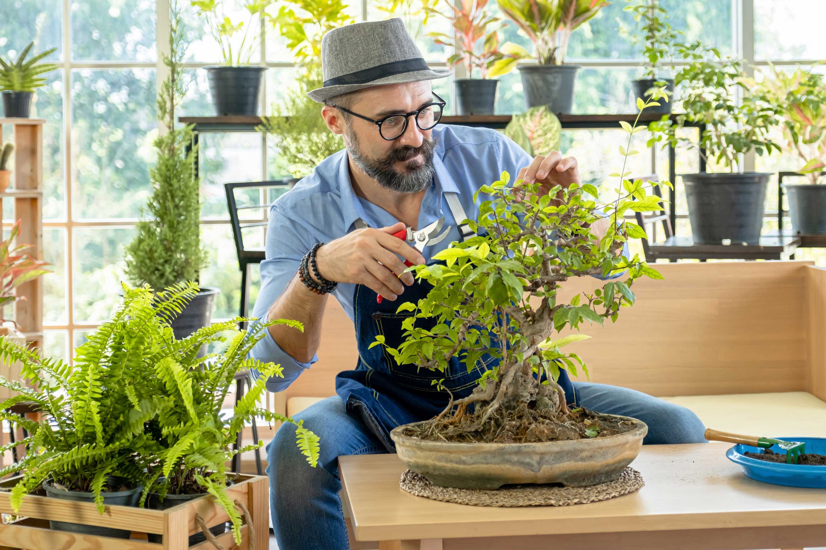Bonsai: Sabır ve Estetiğin Buluşması