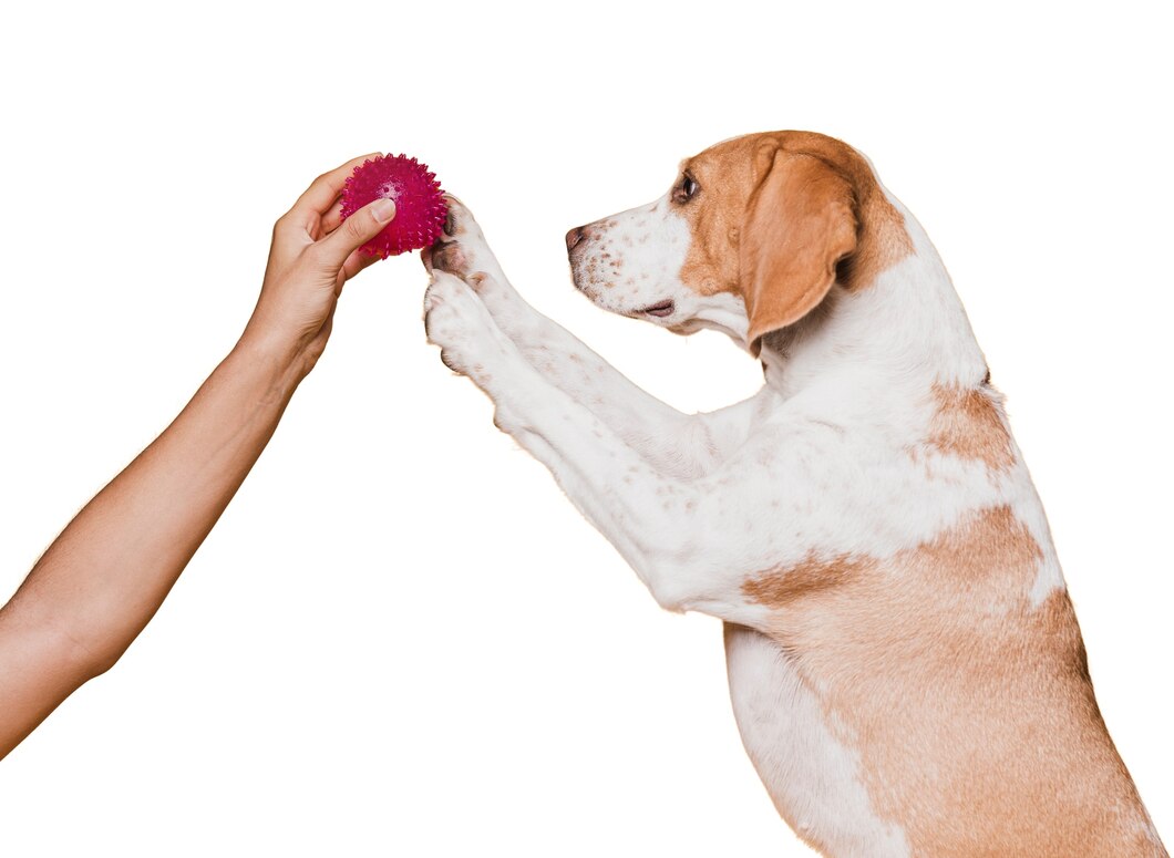 Köpekler İçin Doğru Oyuncak Seçiminin Psikolojik ve Fiziksel Faydaları