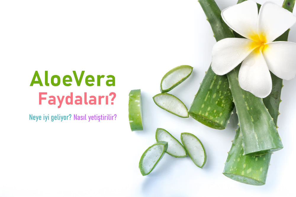 Aloe vera neye iyi geliyor? Aloe verann faydalar nelerdir? Nasl yet   Greenmall
