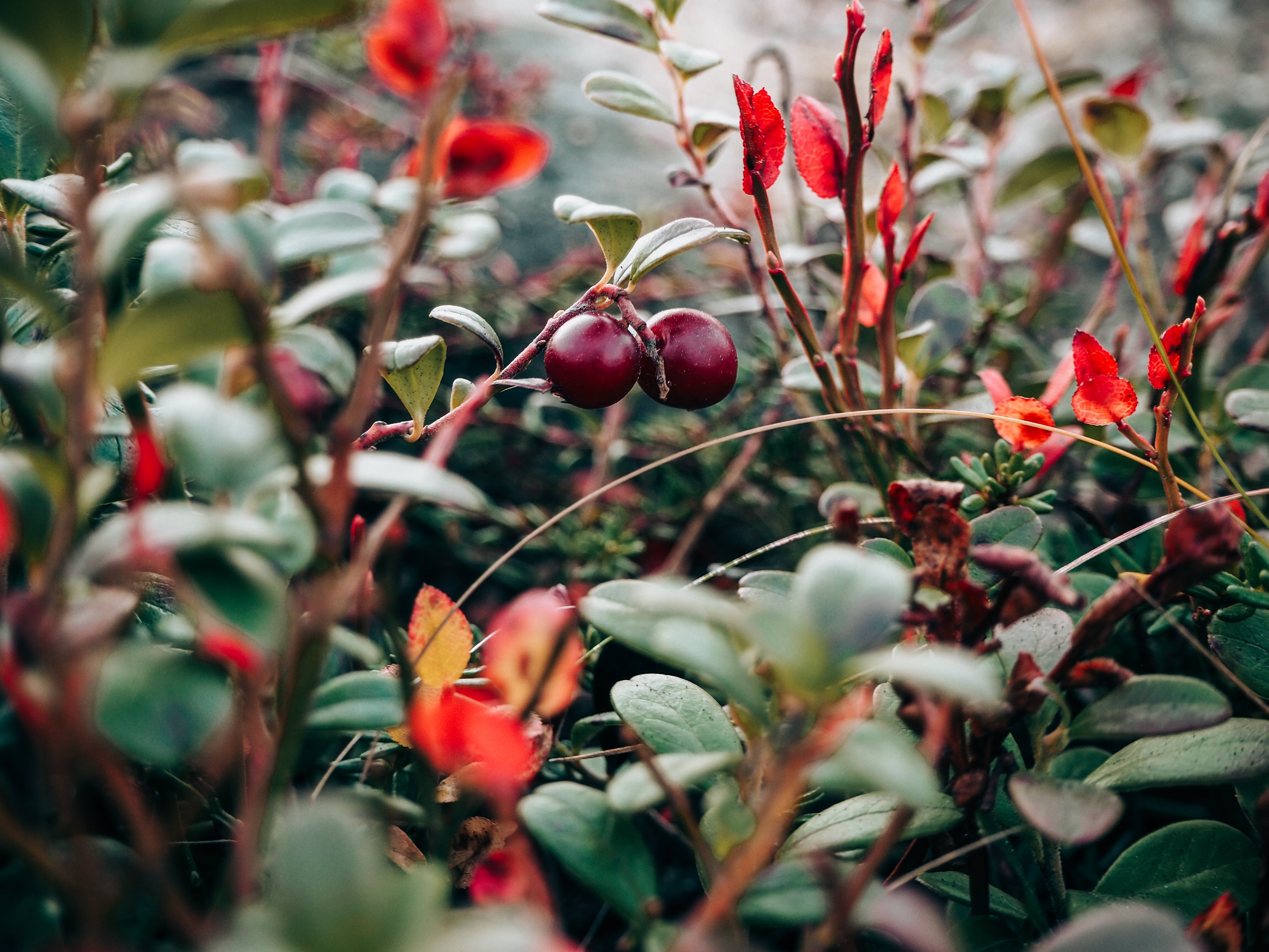 Kışın Yeşil Kalan Bitkilerle Dört Mevsim Bahçe