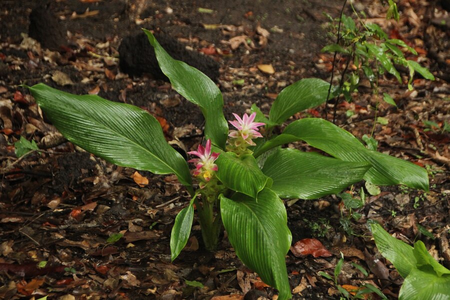 Bahçenizde Longevity Baharatları: Şifalı Bitkiler Yetiştirin
