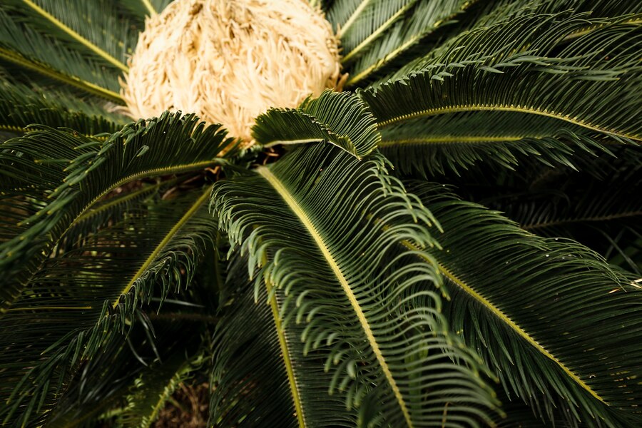 Bodur Palmiye Türleri ve Bakımı