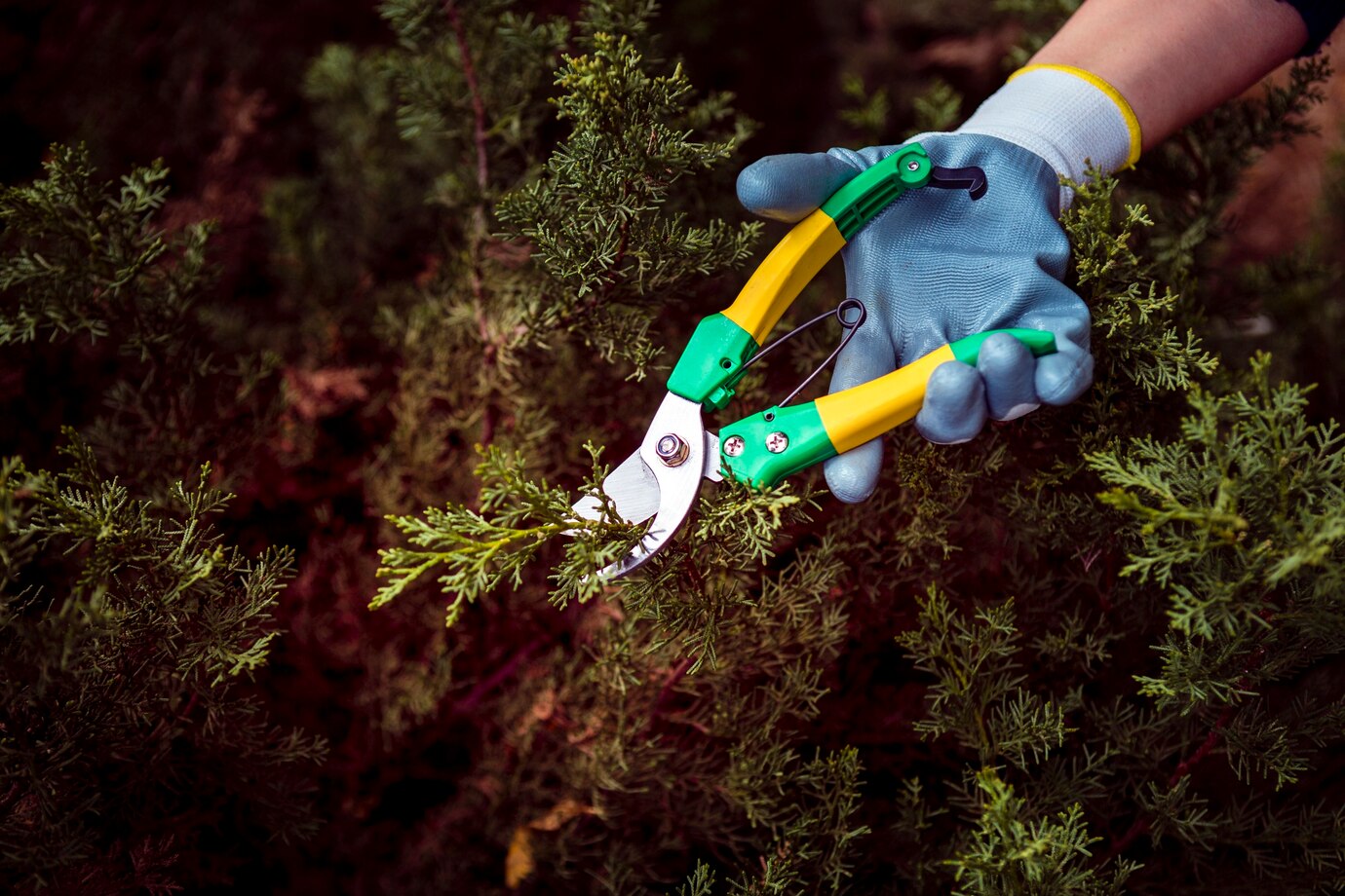 Ağaç Budama Rehberi: Doğru Zaman ve Teknikler