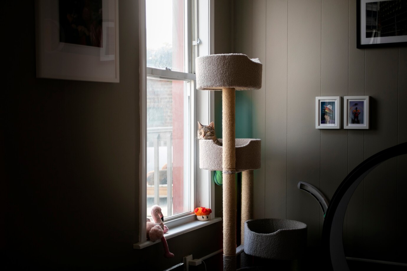 Modern Kedi Evleri: Kedinizin Mutluluğu ve Evinizin Şıklığı