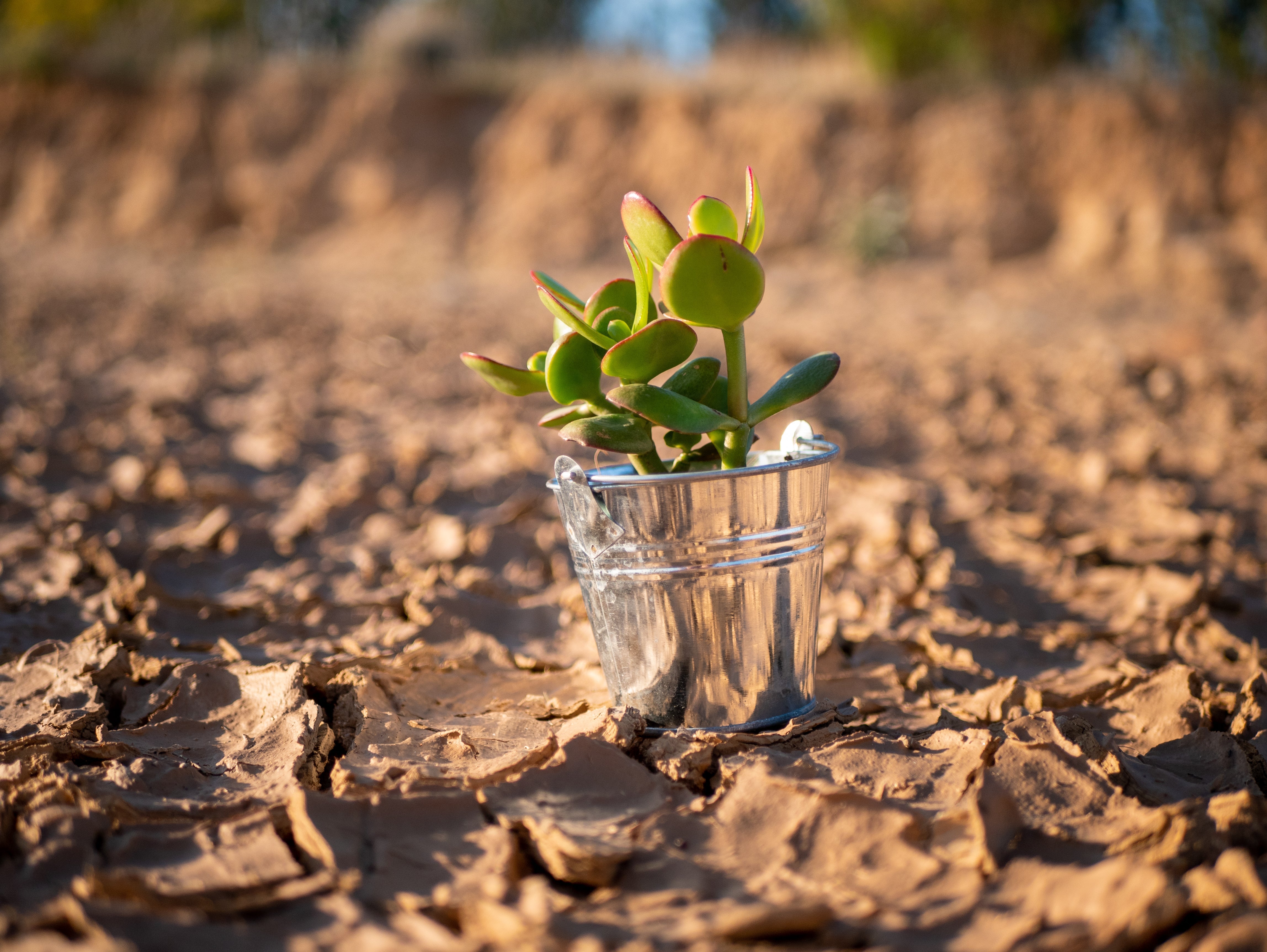 Kurakçıl Bitkilerle Su Tasarruflu Bahçeler