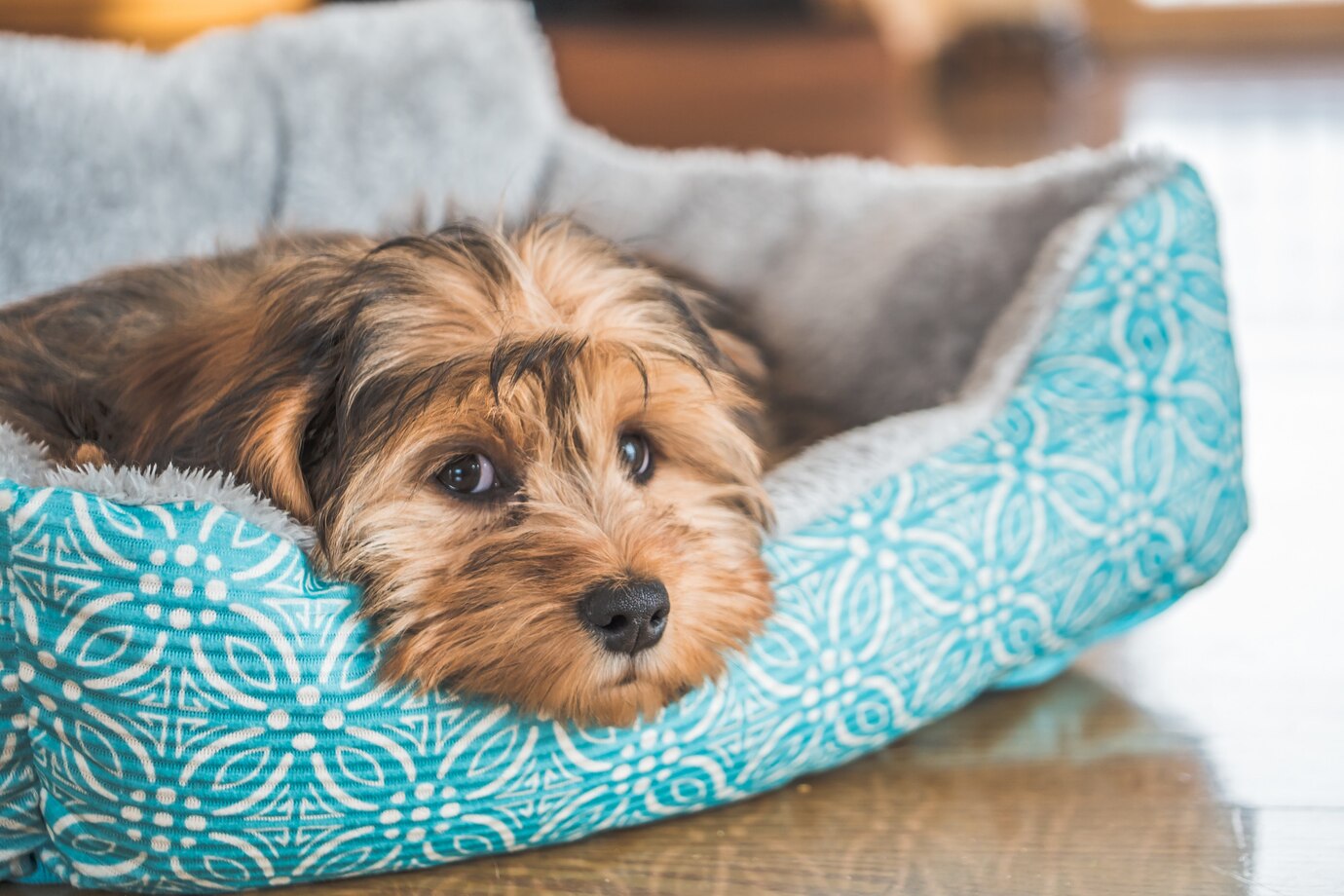 Köpeğiniz İçin En İdeal Yatak Seçimi