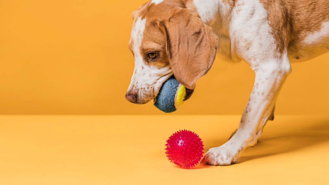 Köpek Oyuncaklarının Önemi ve En Çok Tercih Edilen Modeller