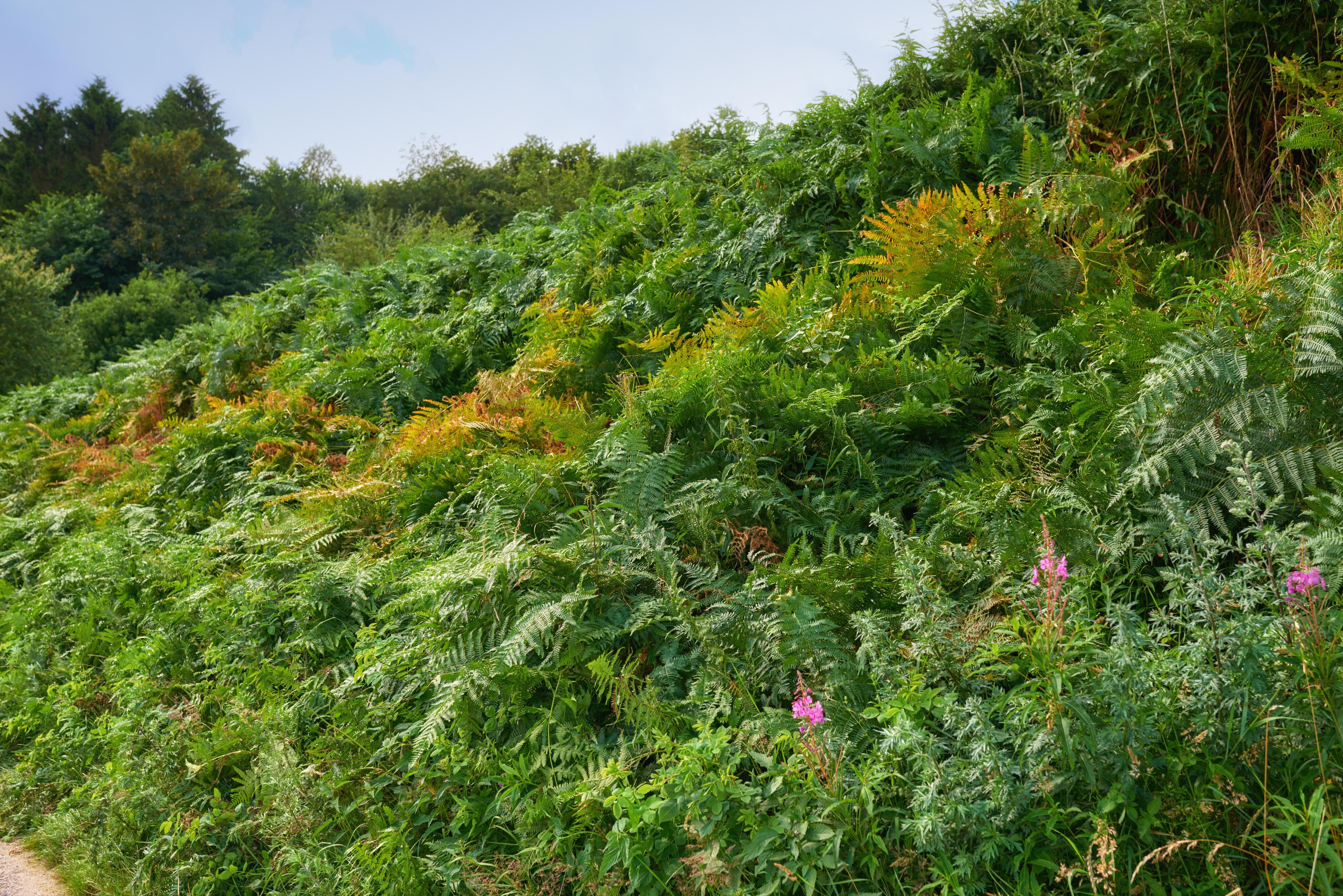Yer Örtücü Bitkiler ile Çim Alternatifleri: Düşük Bakımla Yeşil Alanlar