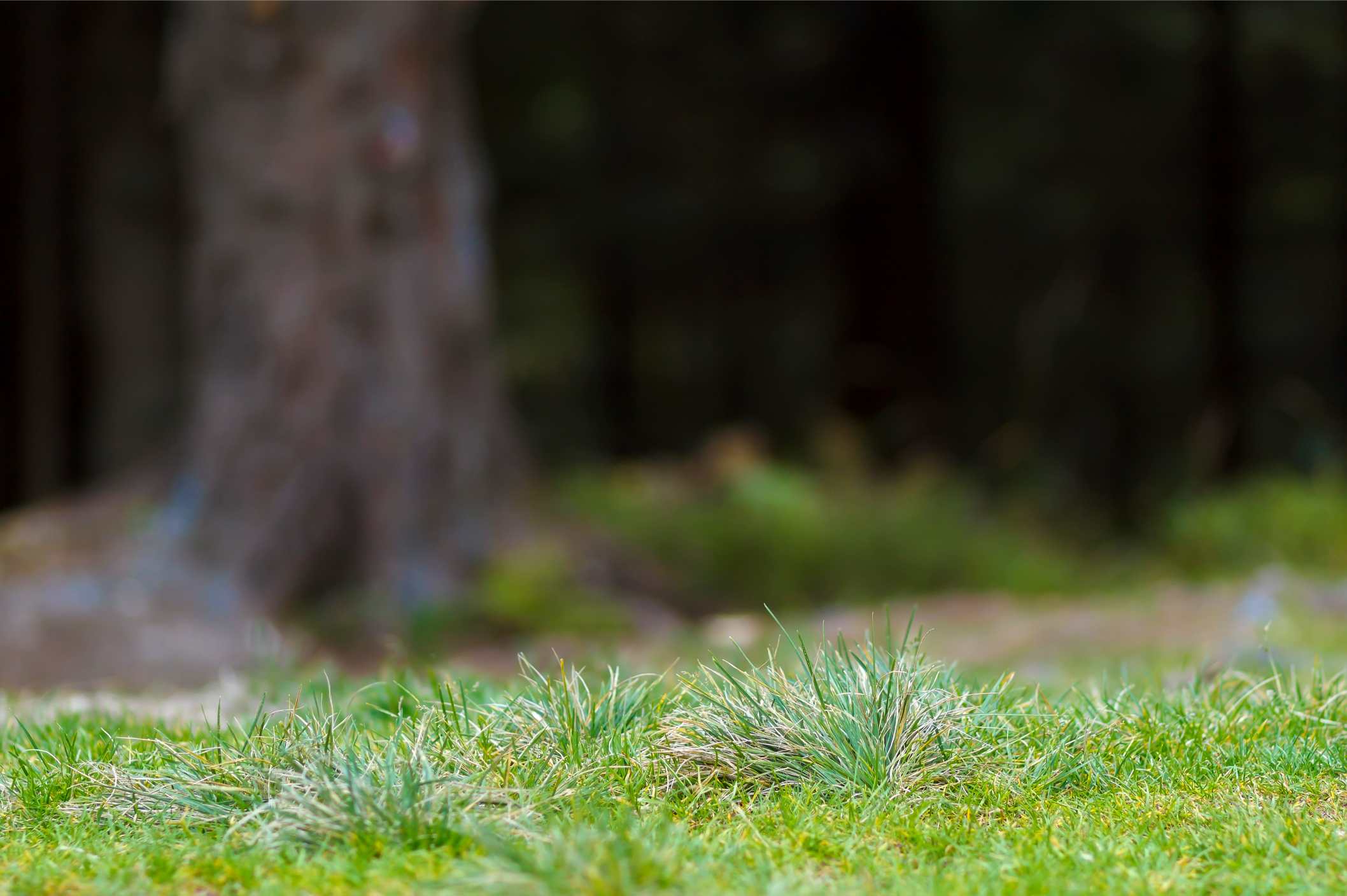Çim Tohumu Seçerken Dikkat Edilmesi Gerekenler