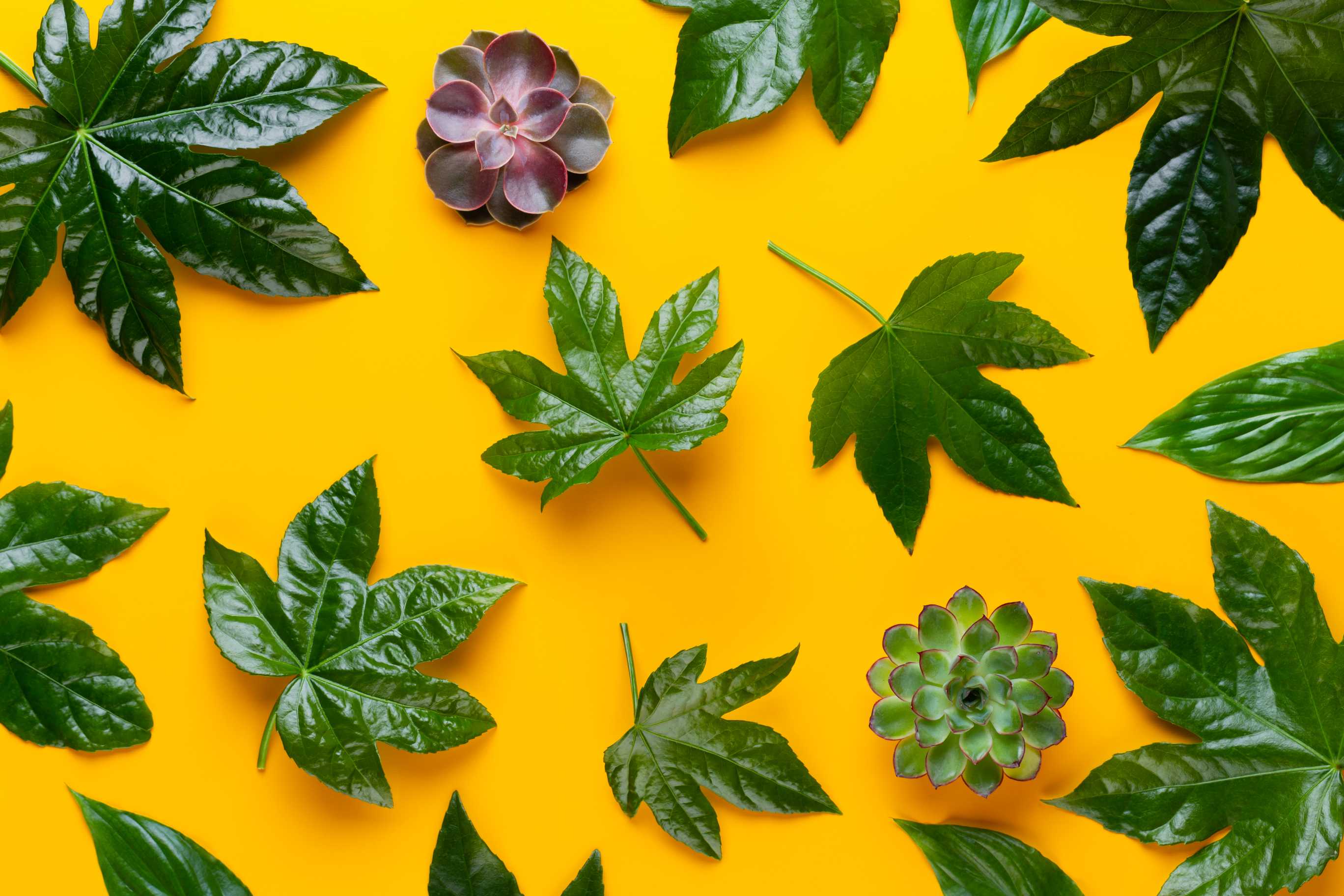 Mevsimlik Bitkilere Uygun Saksı Seçimi ve Bakımı