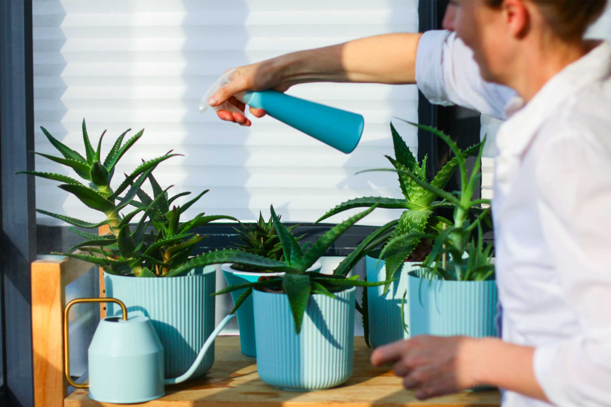 Bitkiler İçin Doğru Sulama Zamanı ve Yöntemleri