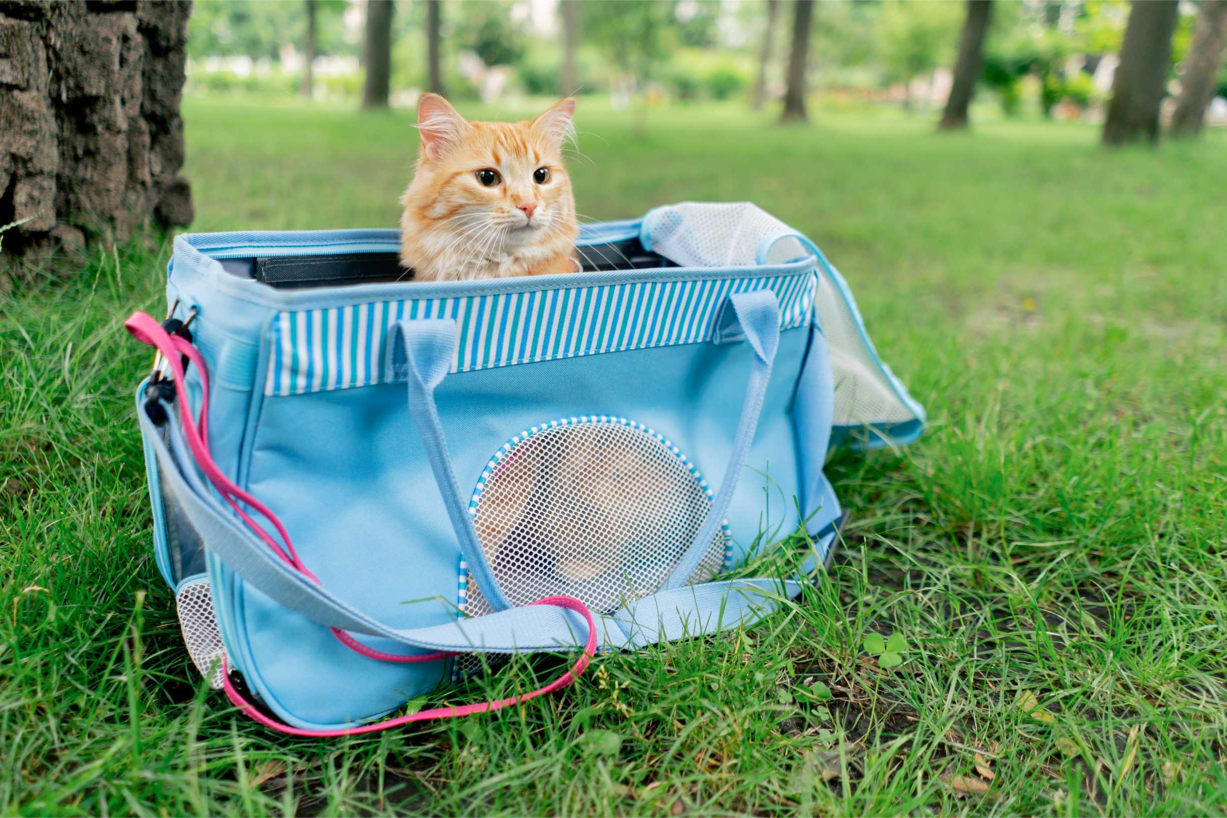 Kedi Taşıma Çantası: Konforlu ve Güvenli Seyahat