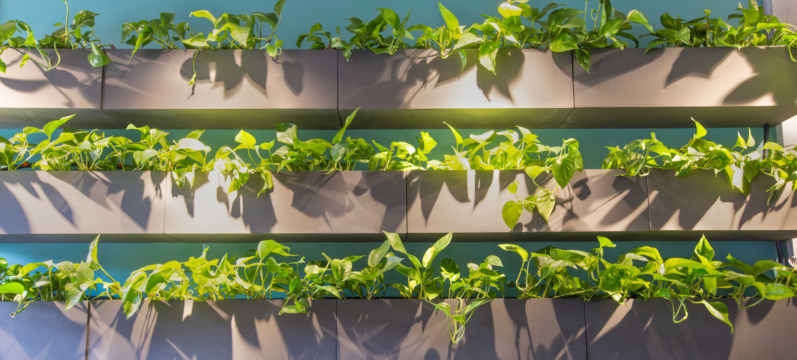 Dikey Bahçelerle Yeşil Duvarlar Yaratın