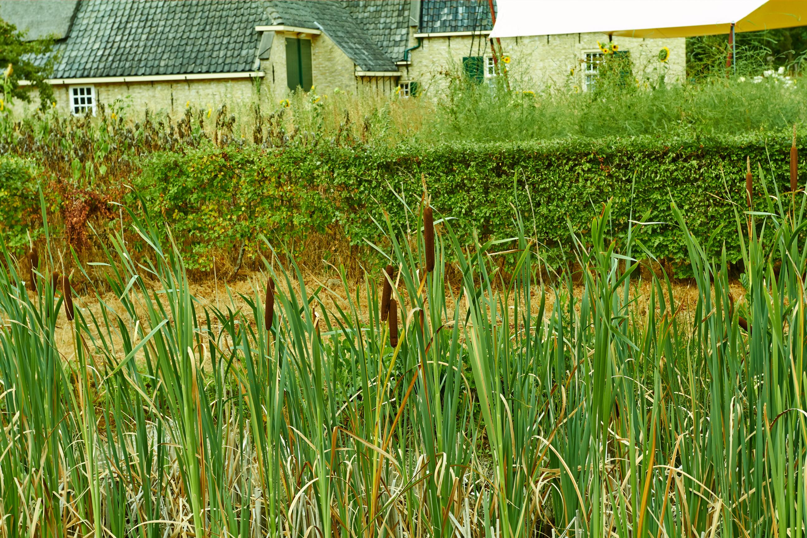 Saz Bitkileri ile Bahçenizde Doğal Bir Göl Manzarası Yaratın