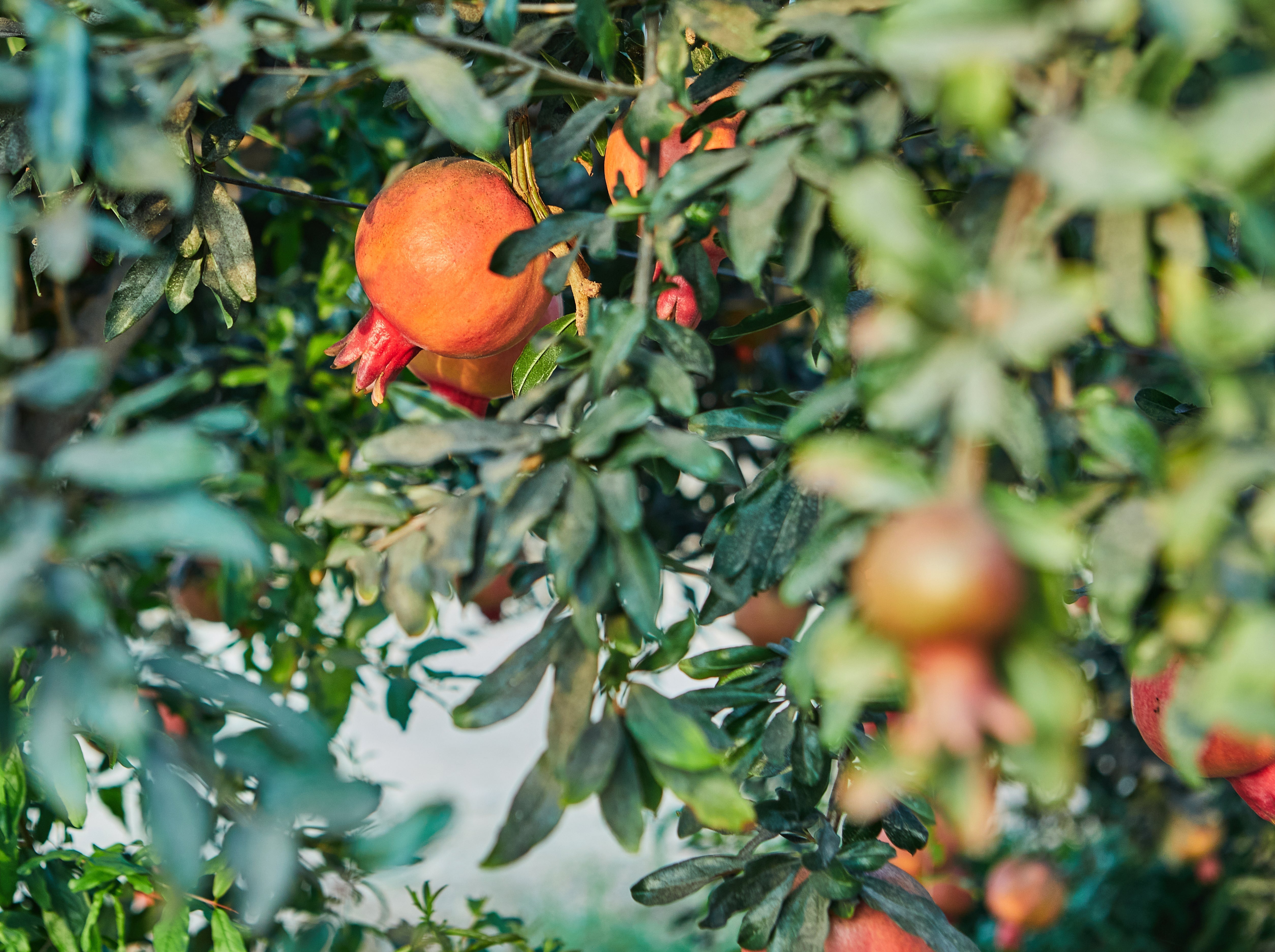 Meyve Veren Bitkilerle Verimli Bahçeler
