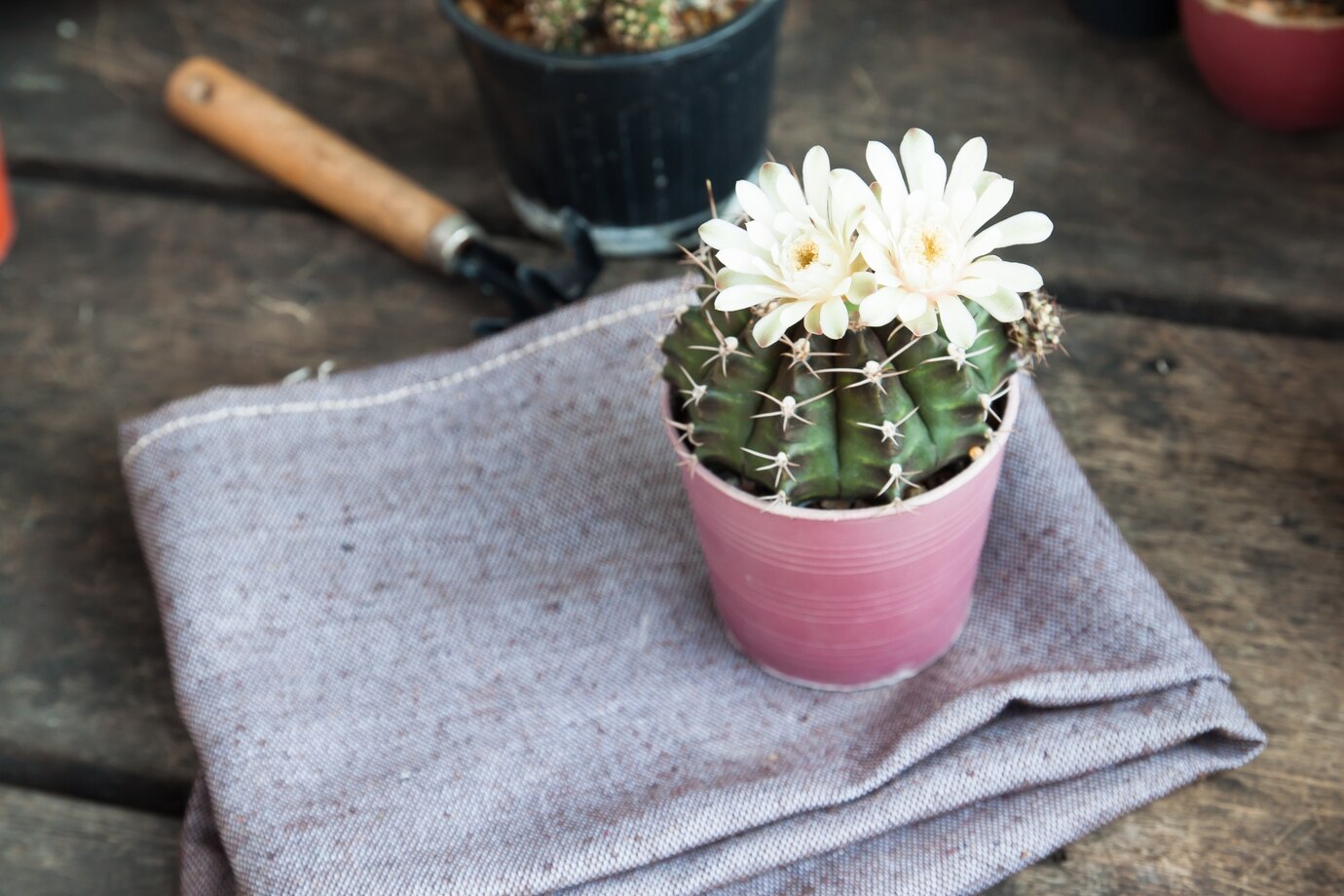 Kaktüs Çeşitleri: Doğanın En Dayanıklı ve Estetik Bitkileri