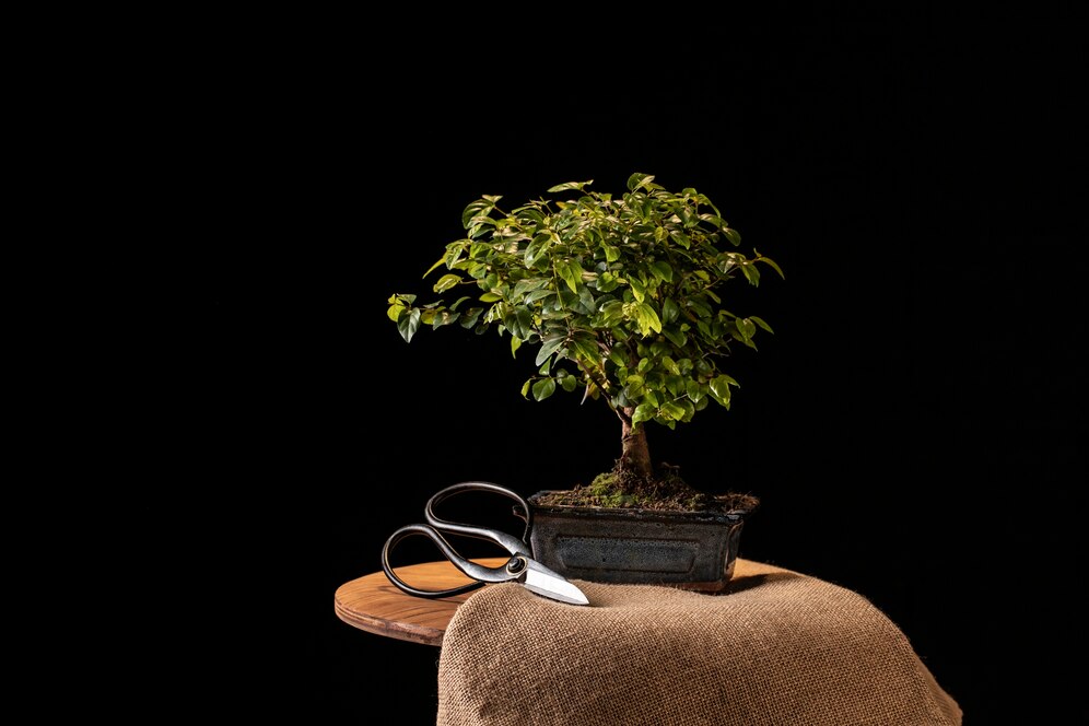 Bonsai Ağacı Sanatı: Doğal Sanatı Evinize Taşıyın
