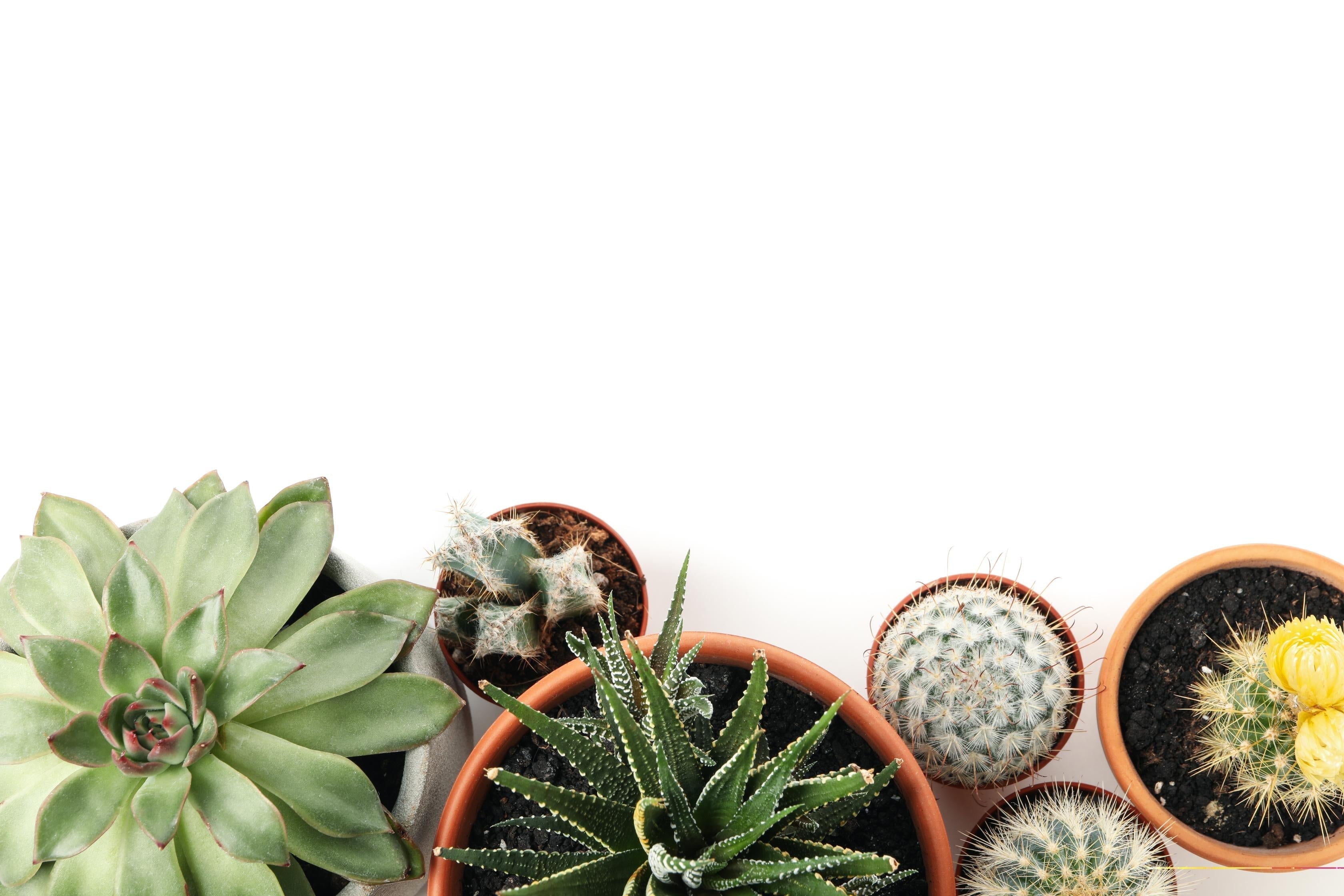 Kaktüs ve Sukulentlerle Az Bakımla Şık Bahçeler Yaratın