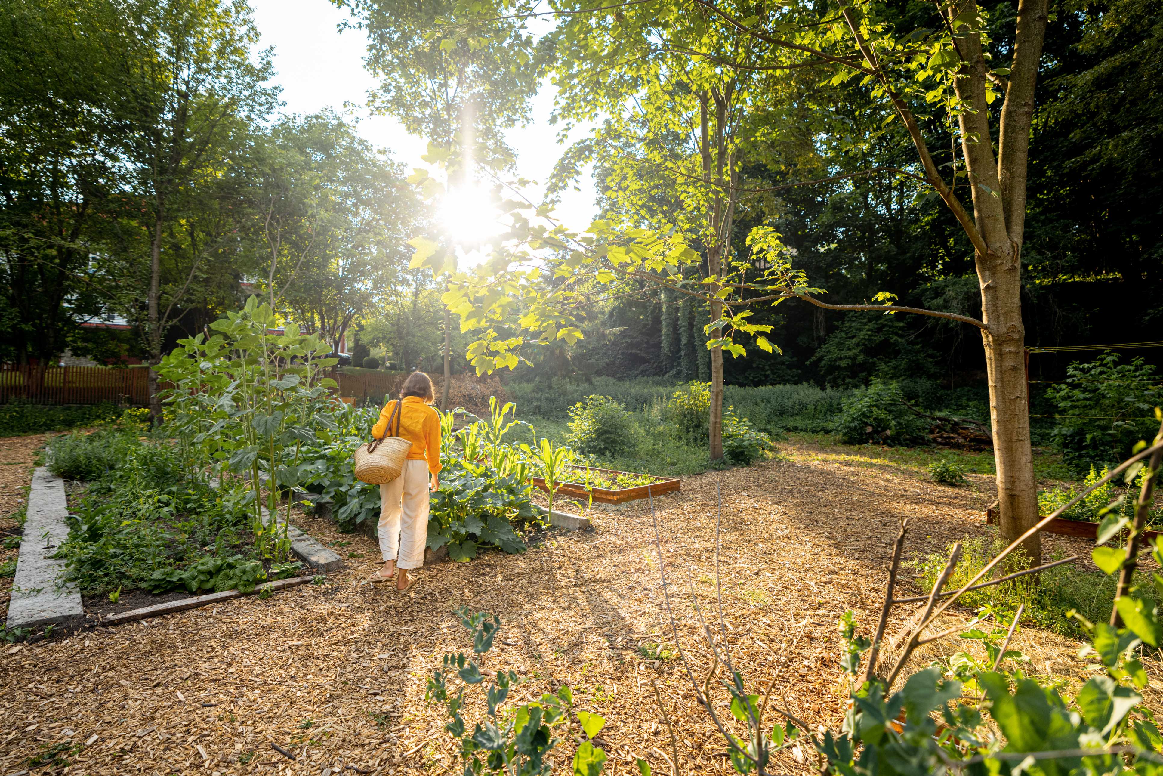 Kendi Bahçeni Yarat: Doğal ve Huzurlu Bir Ortam İçin Öneriler