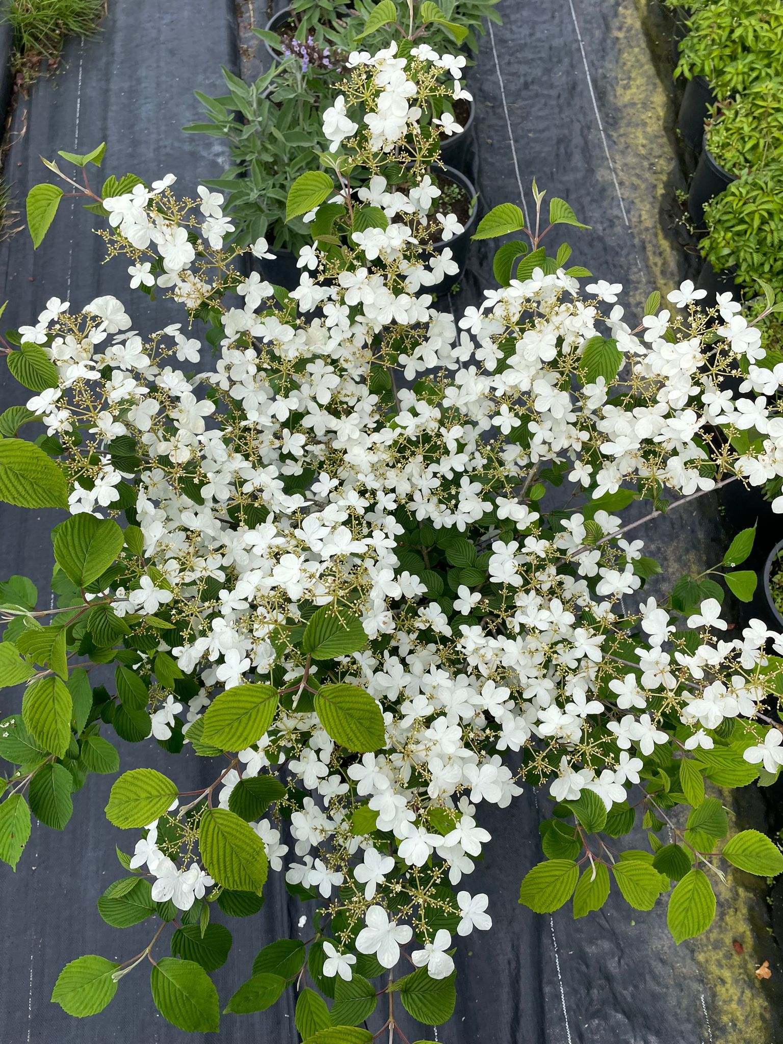 Viburnum plicatum 'Mariesii', Büyük Japon Kartopu