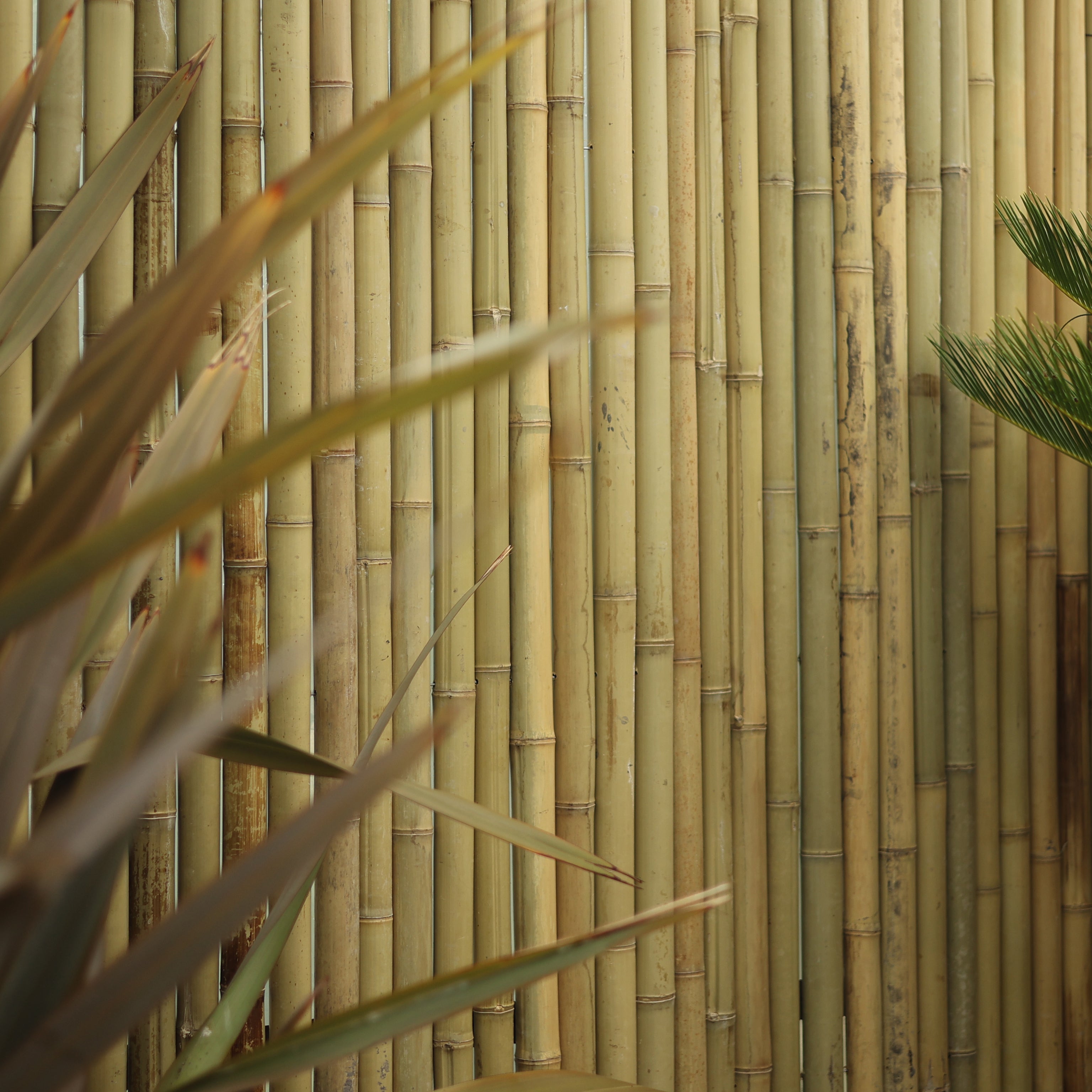 Bambu Mat Küçük Boy