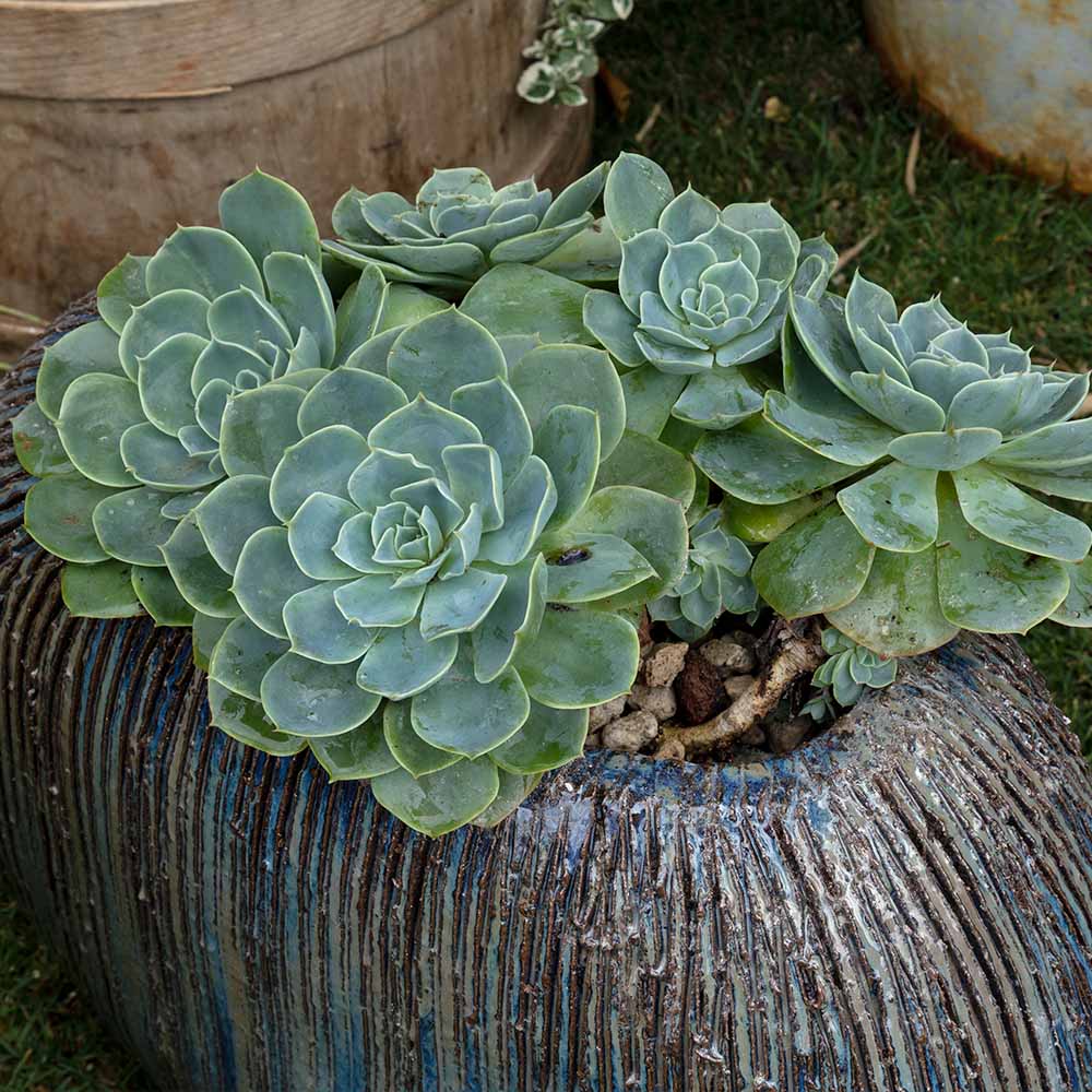 Bella Orta Boy Seramik Saksı Mavi