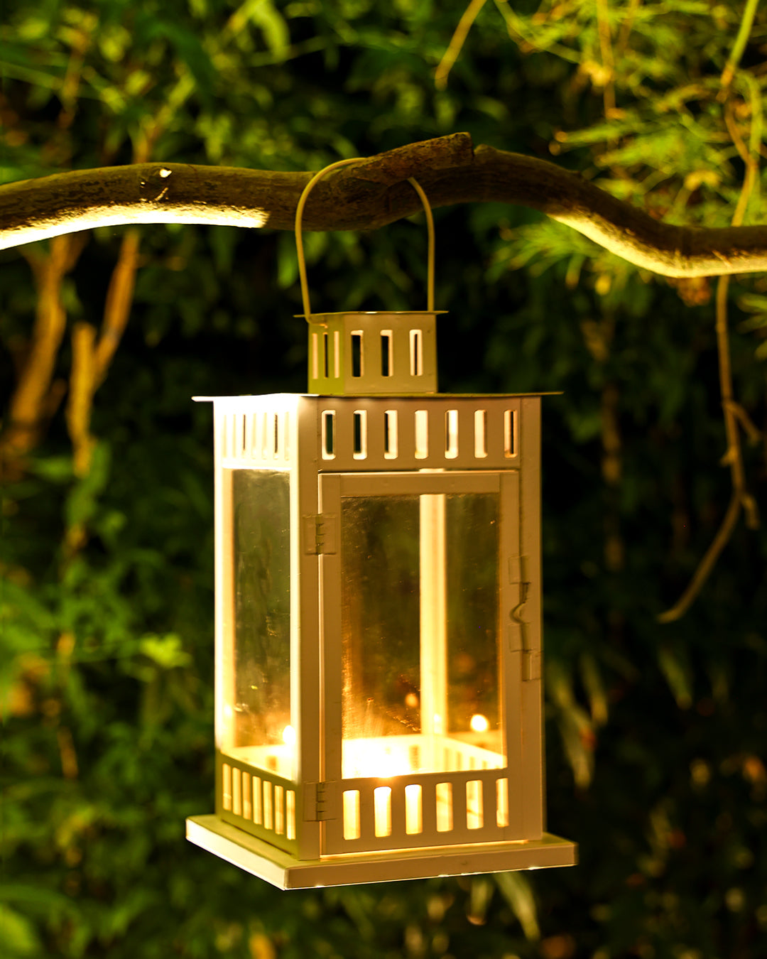 Beyaz Japon Çay Bahçesi Mumluğu