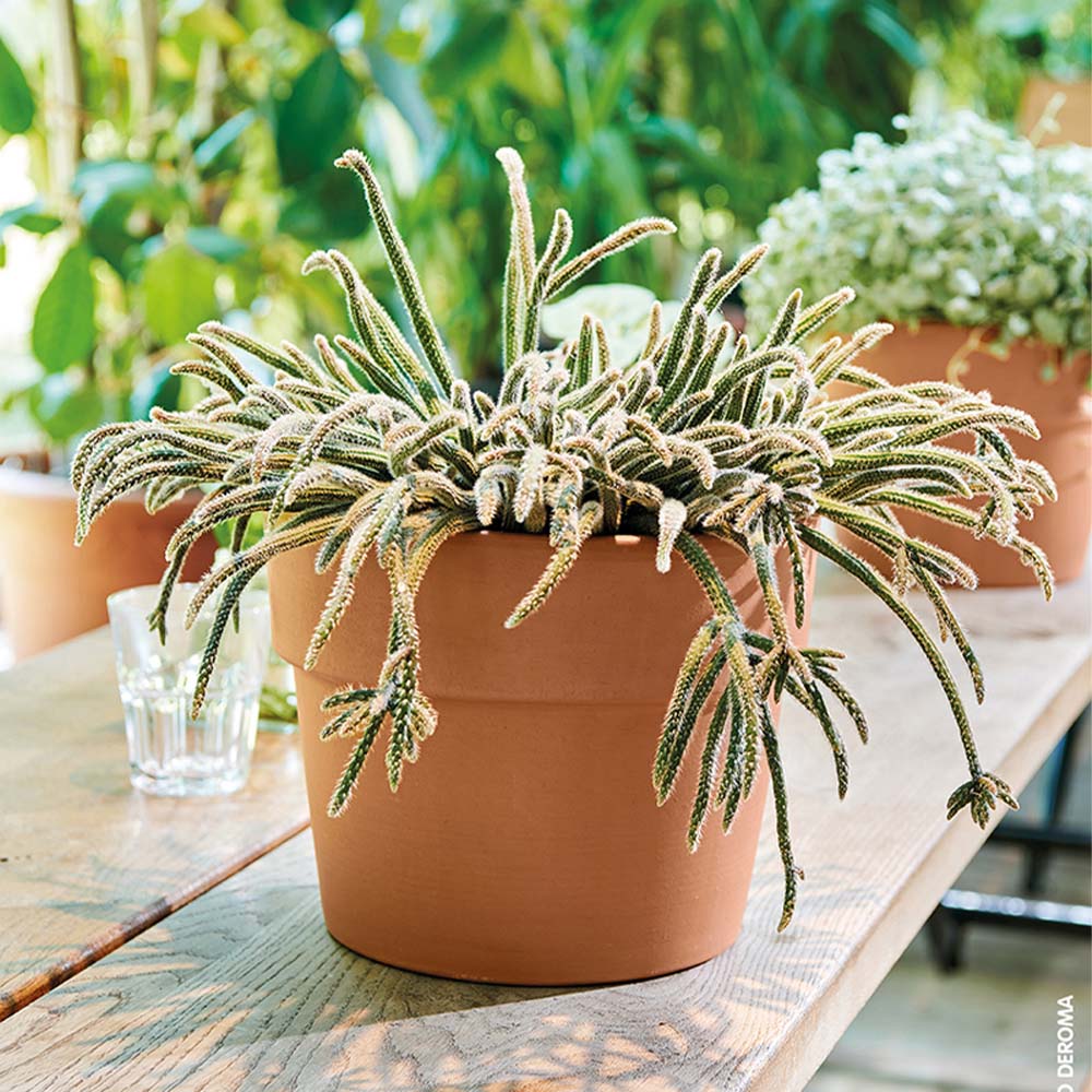 Cachepot Perfetto 13 cm Toprak Saksı Terracota