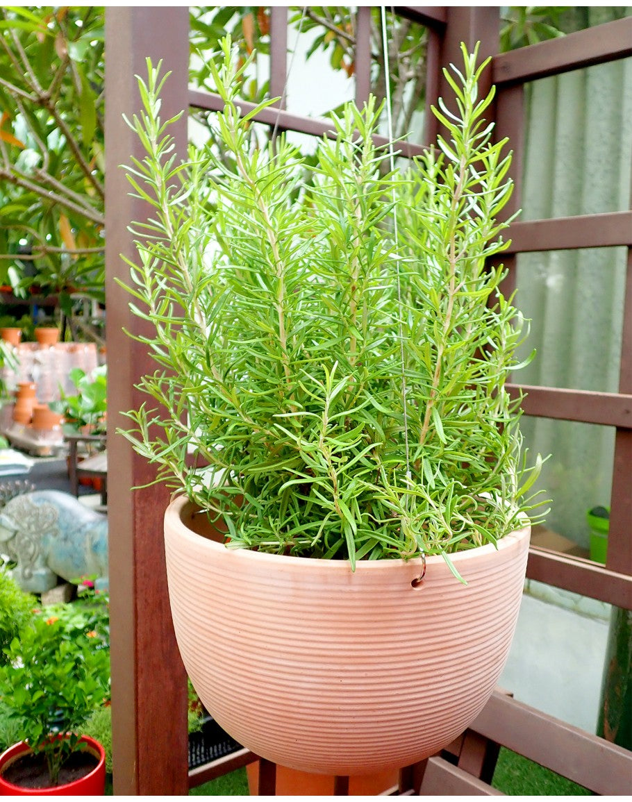 Ciotola America Sospesa White Toprak Saksı Terracota