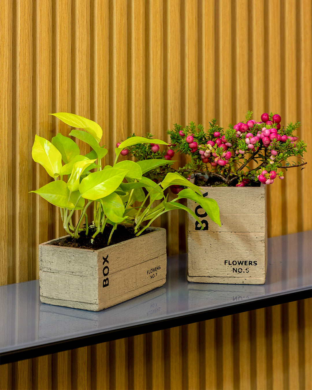 Clota Saksı 2'li Set