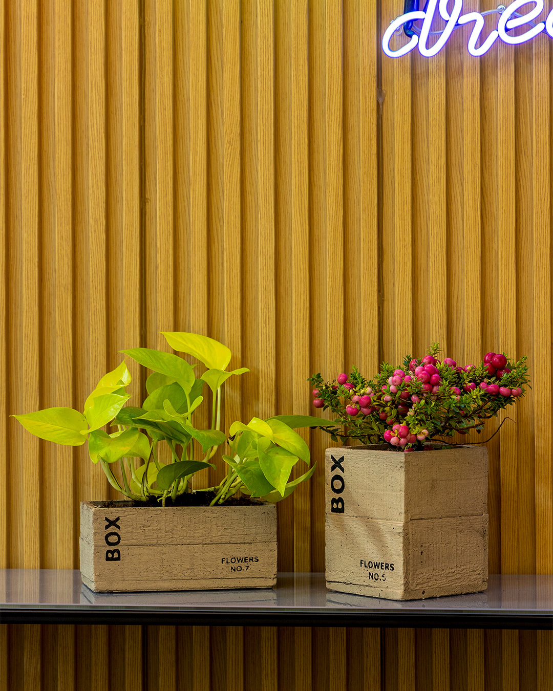 Clota Saksı 2'li Set