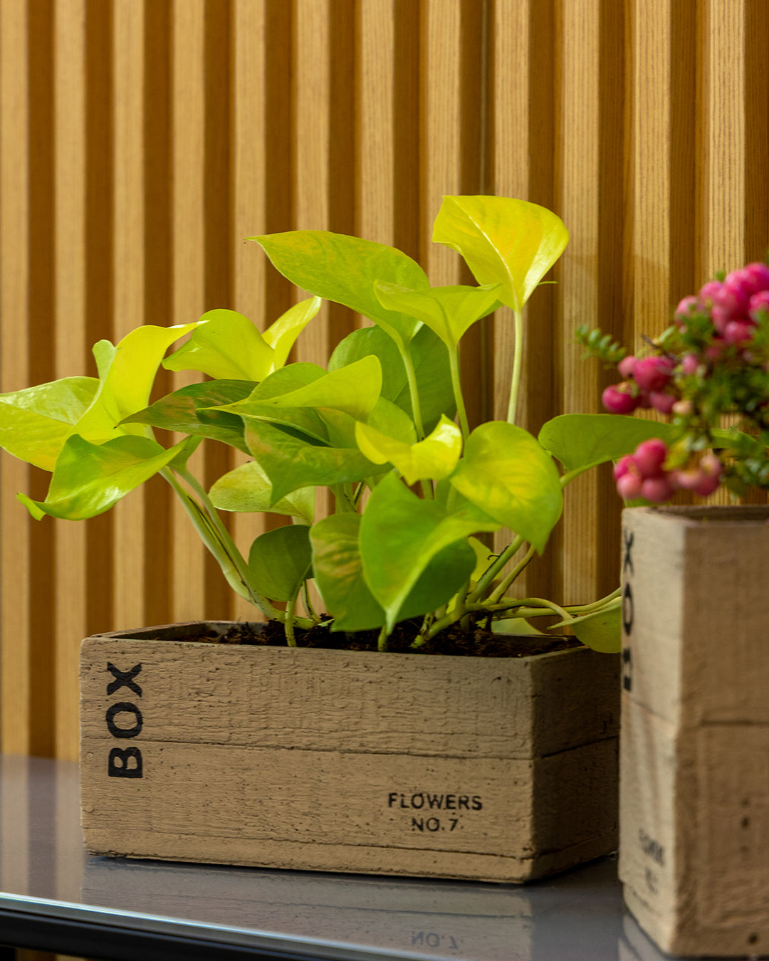 Clota Saksı 2'li Set