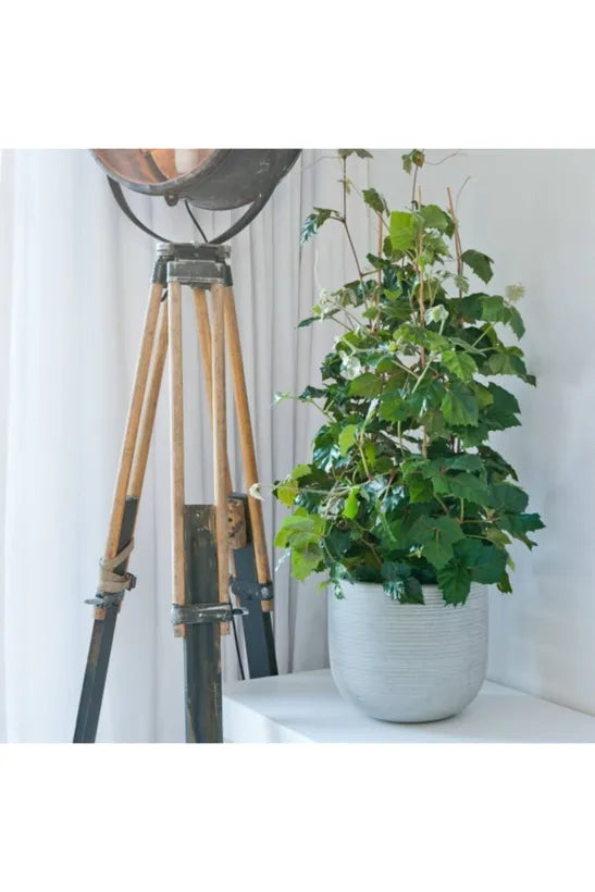 Cody M, Light Grey Saksı