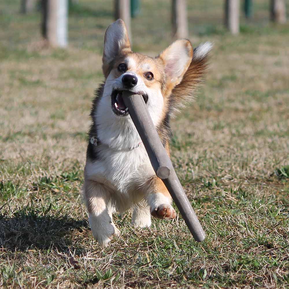 İkili Baby Köpek Oyuncağı Mavi