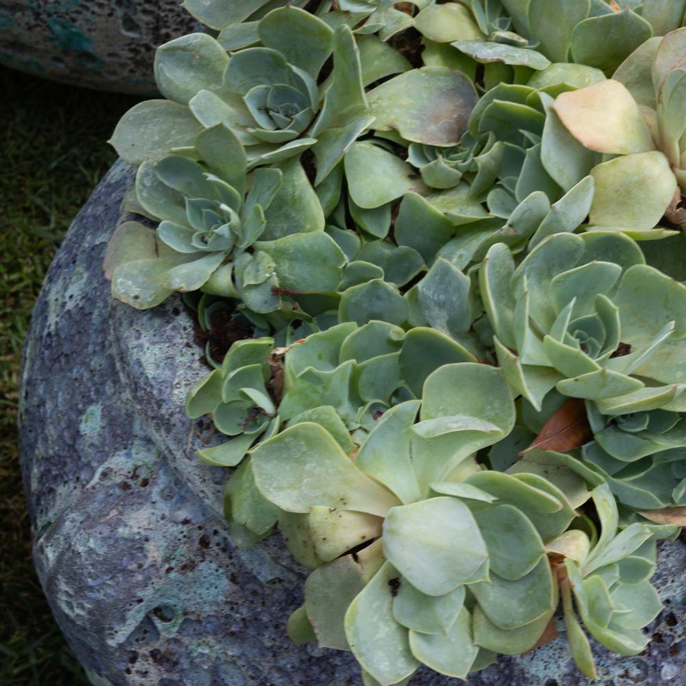 Koral Mercan Küp Mavi