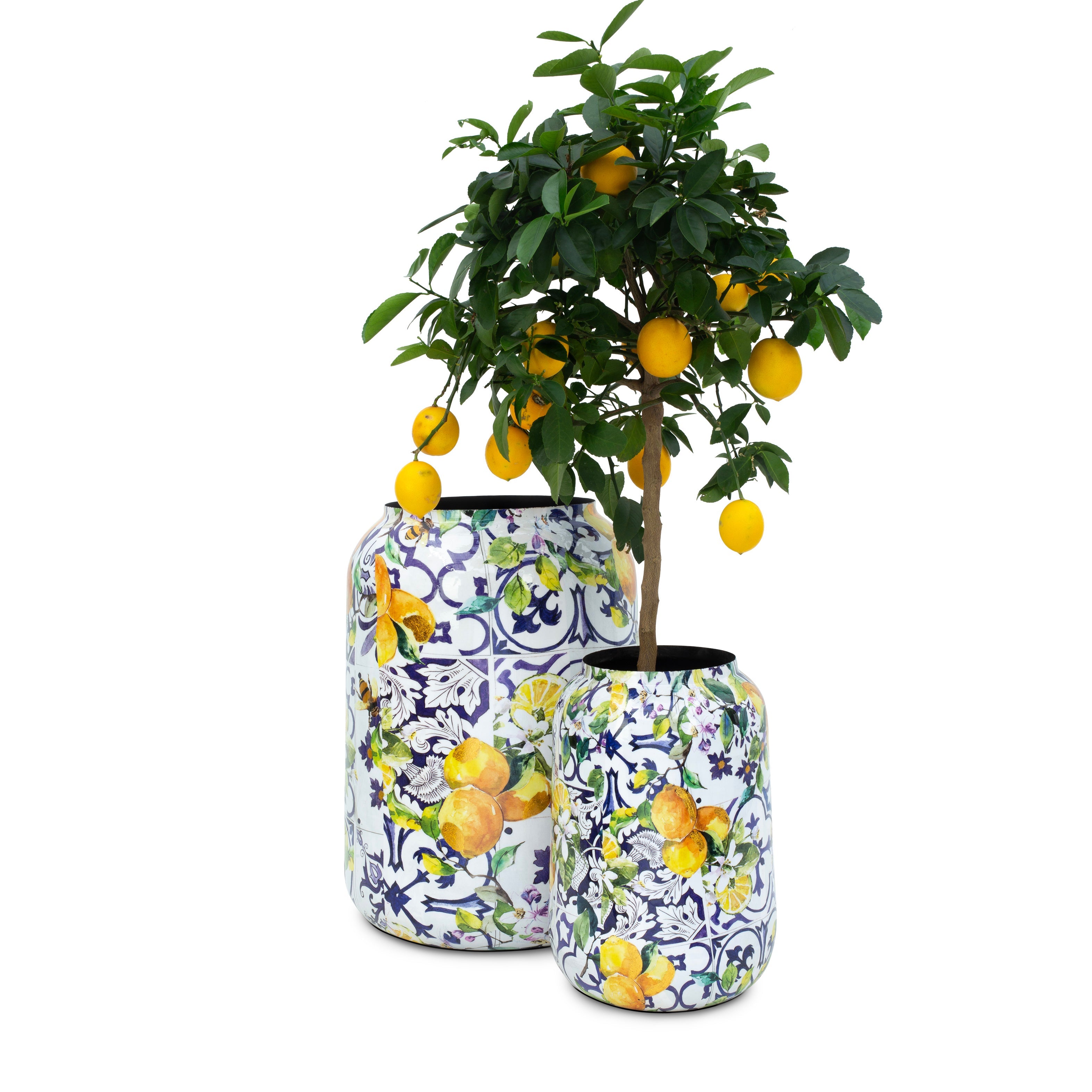 Lemon Fusion XL Saksı