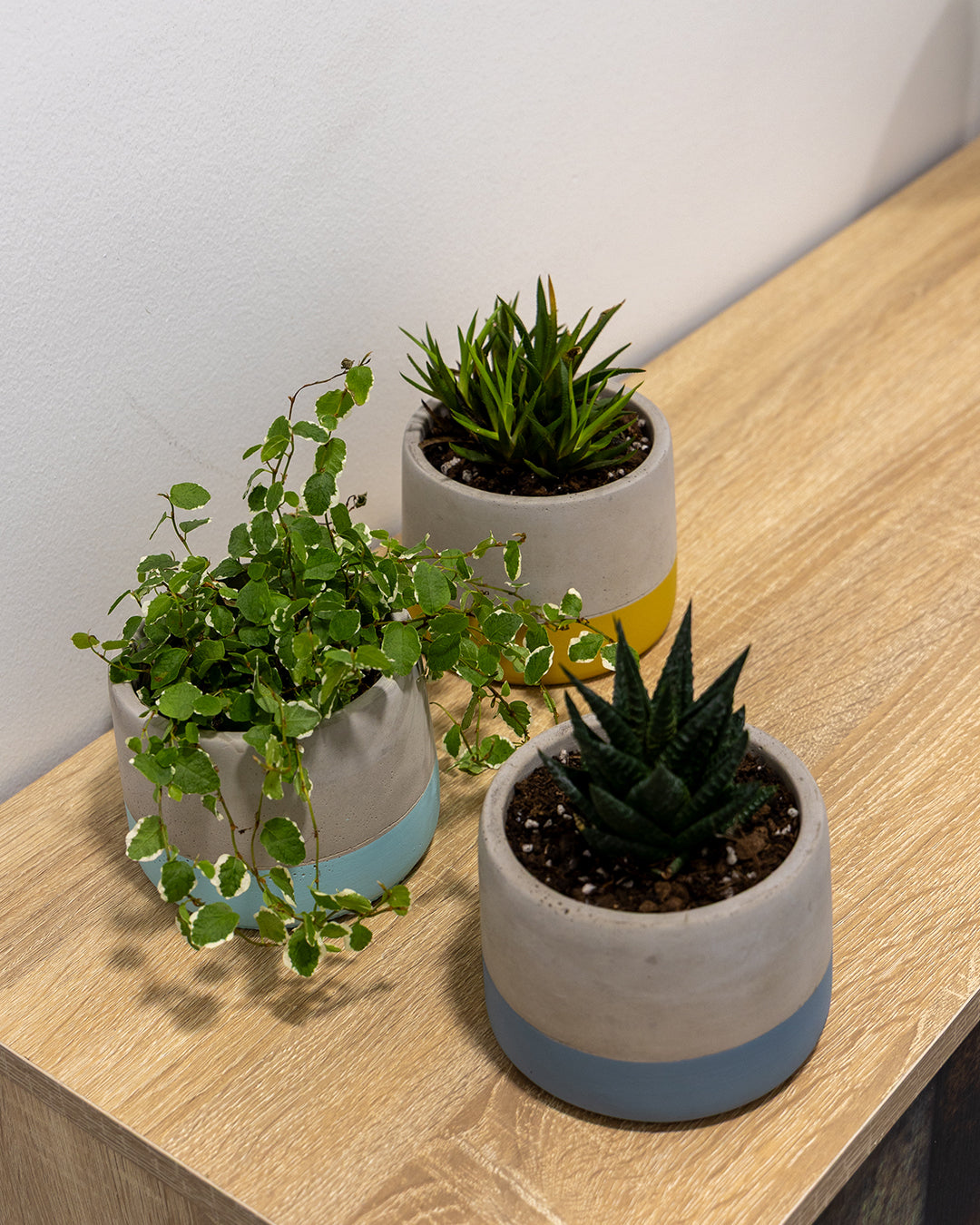 Lenus Beton Saksı 3'lü Set