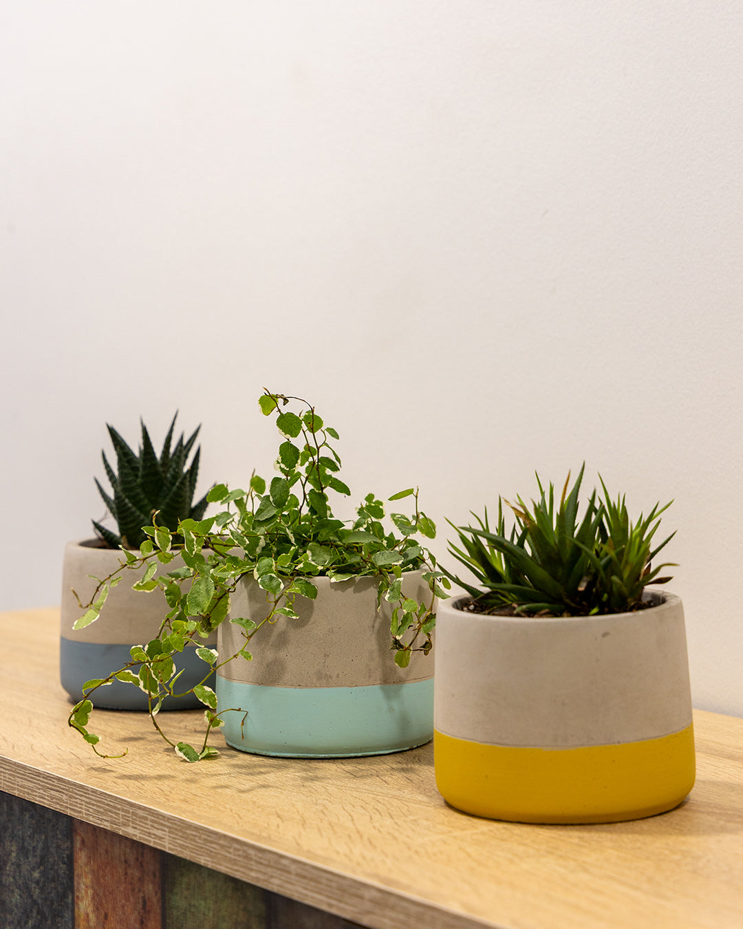 Lenus Beton Saksı 3'lü Set