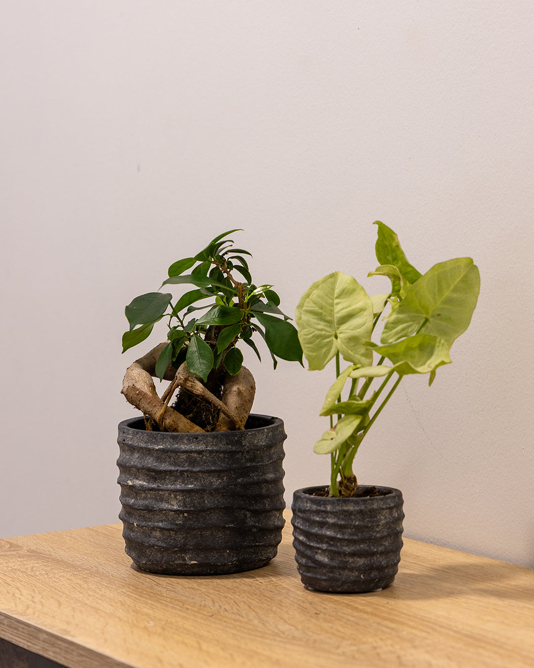 Nerius Saksı 2'li Set