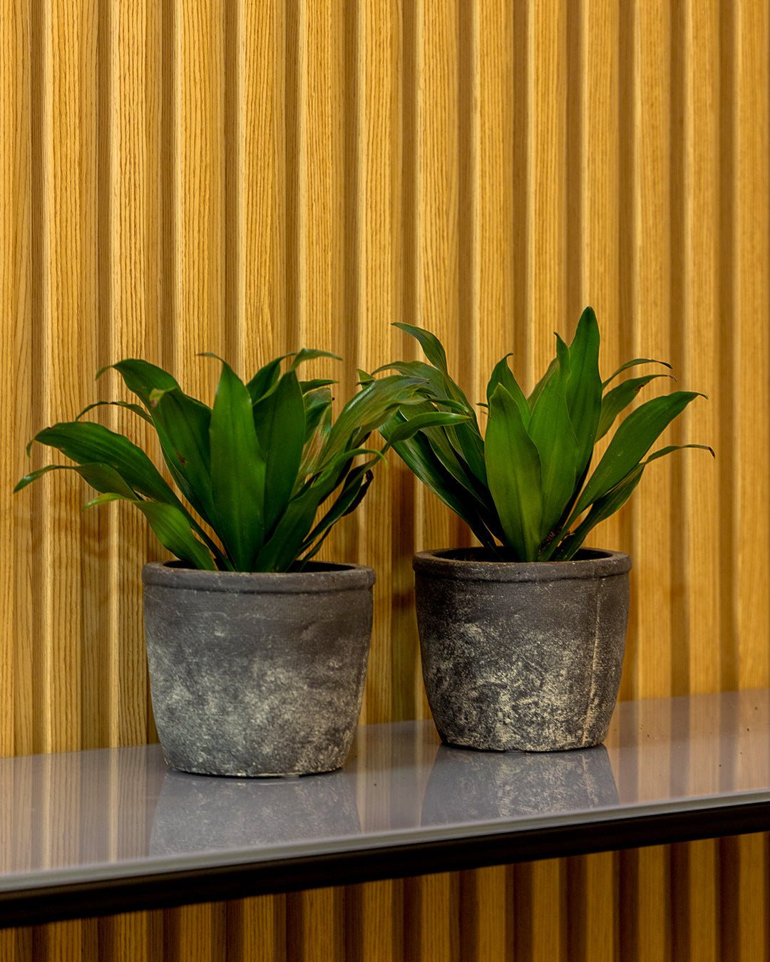 Olven Saksı Antrasit 2'li Set