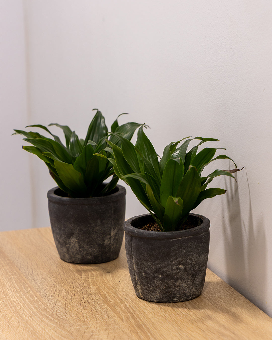 Olven Saksı Antrasit 2'li Set