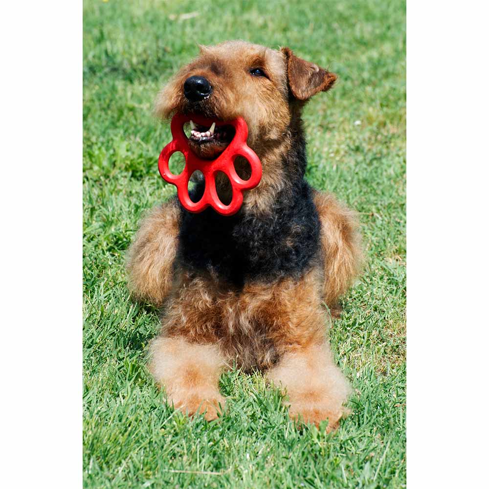 Orma Köpek Oyuncağı Sarı