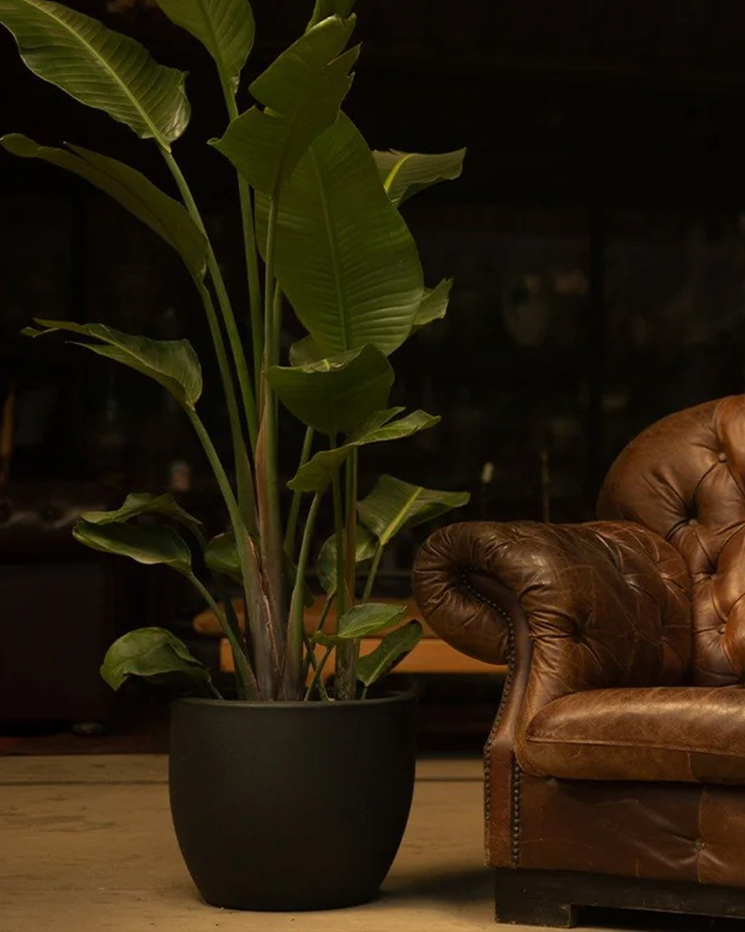 Tondo Veneto 42 Plastik Saksı Antrasit