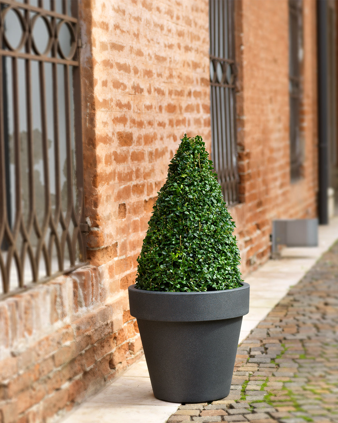 Vaso Standart One 100 Antrasit Plastik Saksı