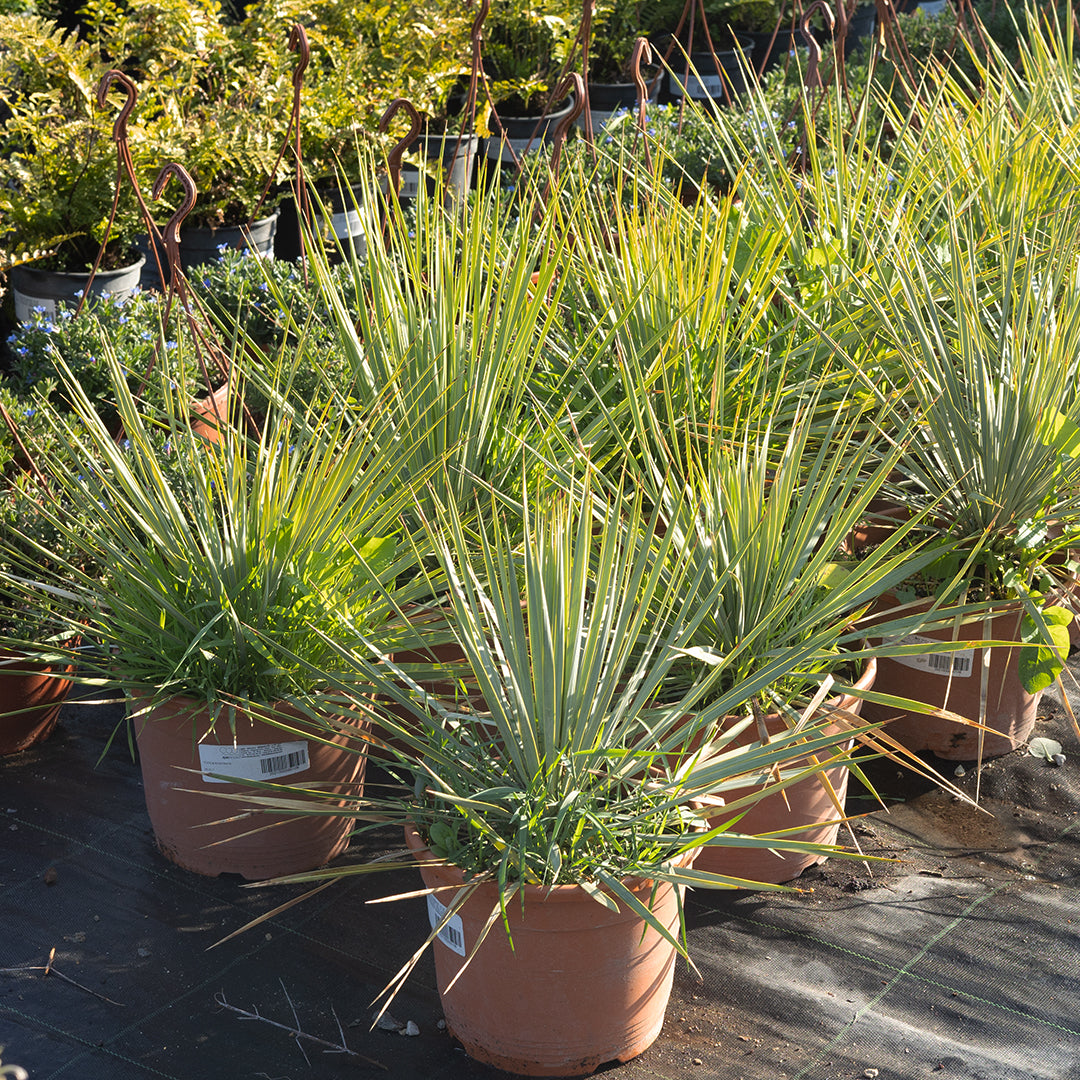 Yucca Rostrata - (30-40 cm)