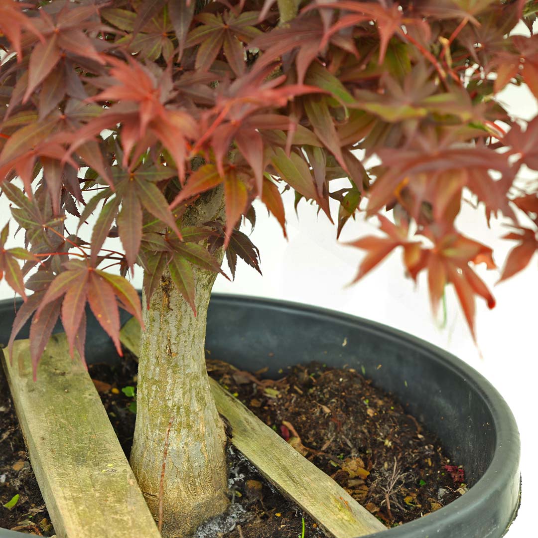 Acer Palmatum Bloodgood - Kırmızı Yapraklı Japon Akçaağacı (100-125 Cm)
