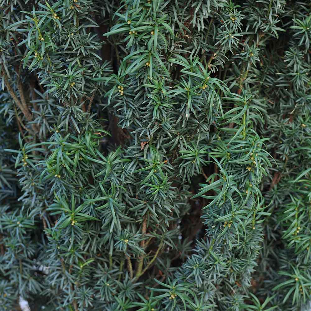 Taxus Baccata Fastigiata Aurea - Porsuk Altuni Sütun (225-250 cm)