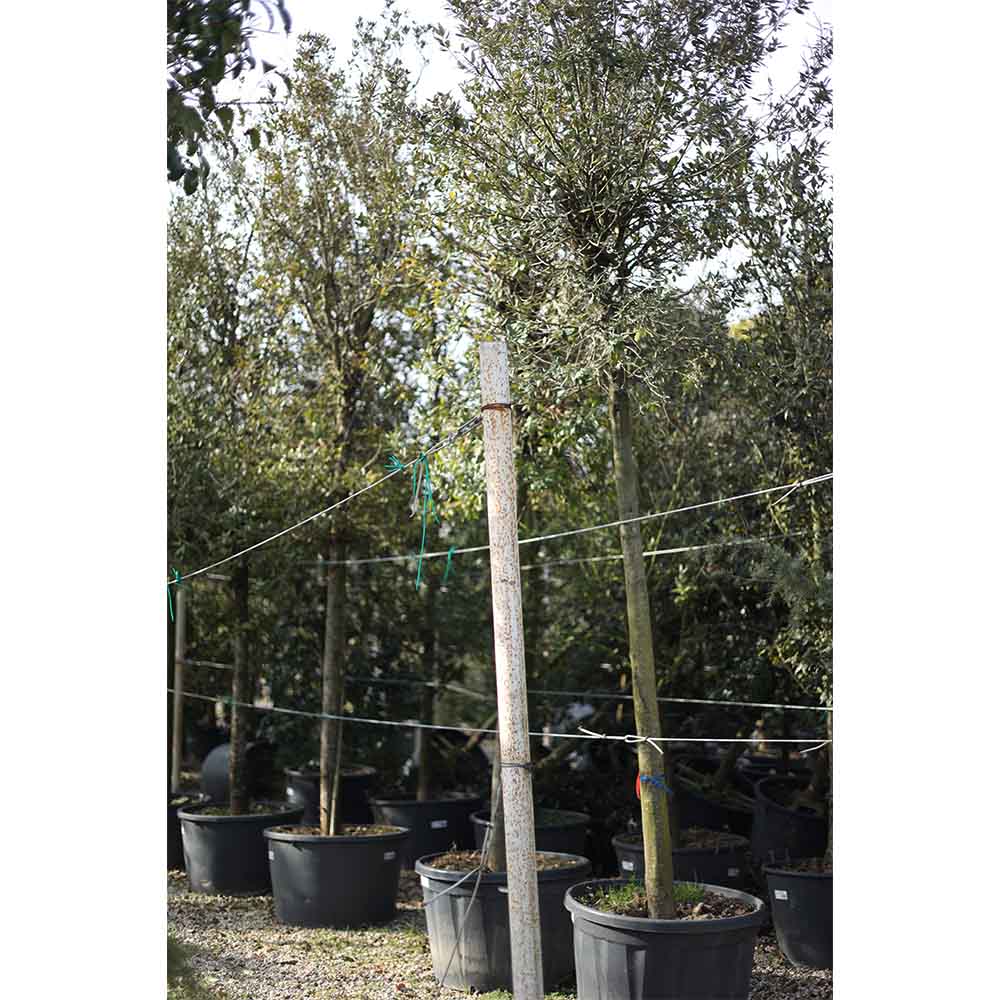 Quercus İlex - Pırnal Meşesi (350-400 cm)