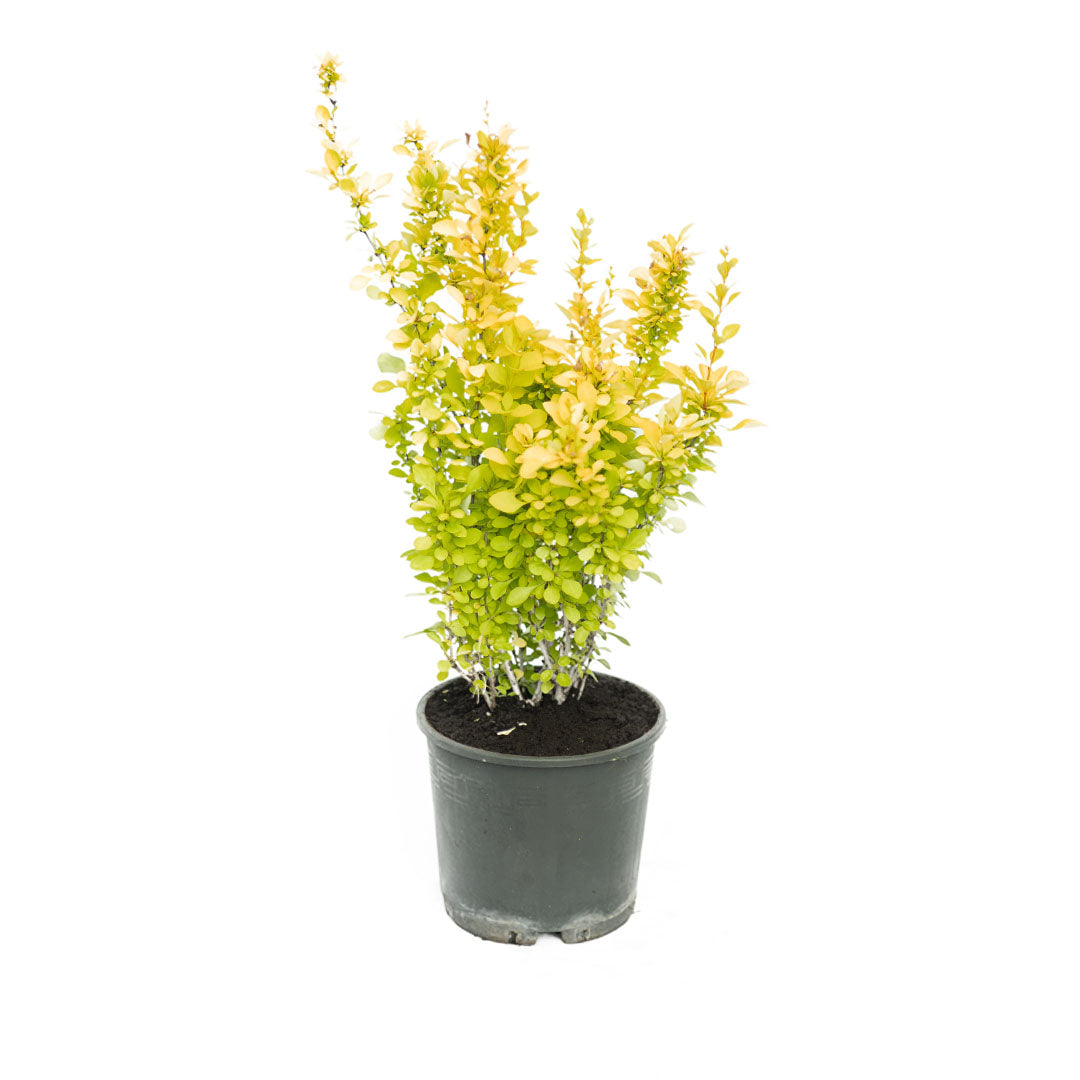 Berberis Thungbergii Maria - Sarı Yapraklı Berberis (30-40 cm)