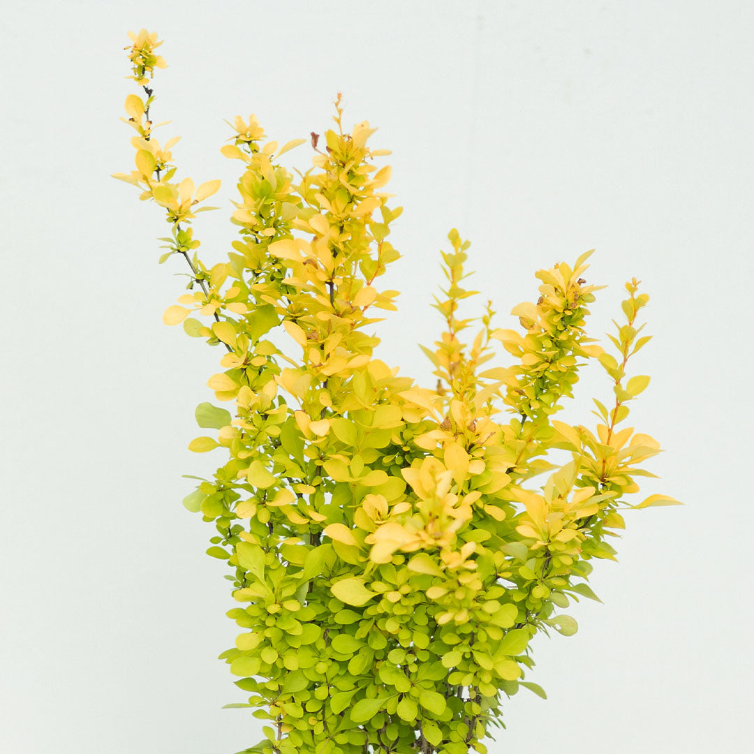 Berberis Thungbergii Maria - Sarı Yapraklı Berberis (30-40 cm)